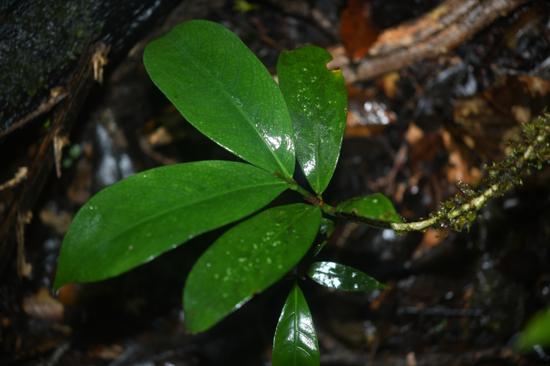 Rudgea pungens (Steyerm.) C.M.Taylor, Bruniera & Zappi - Photo Bivouac Naturaliste