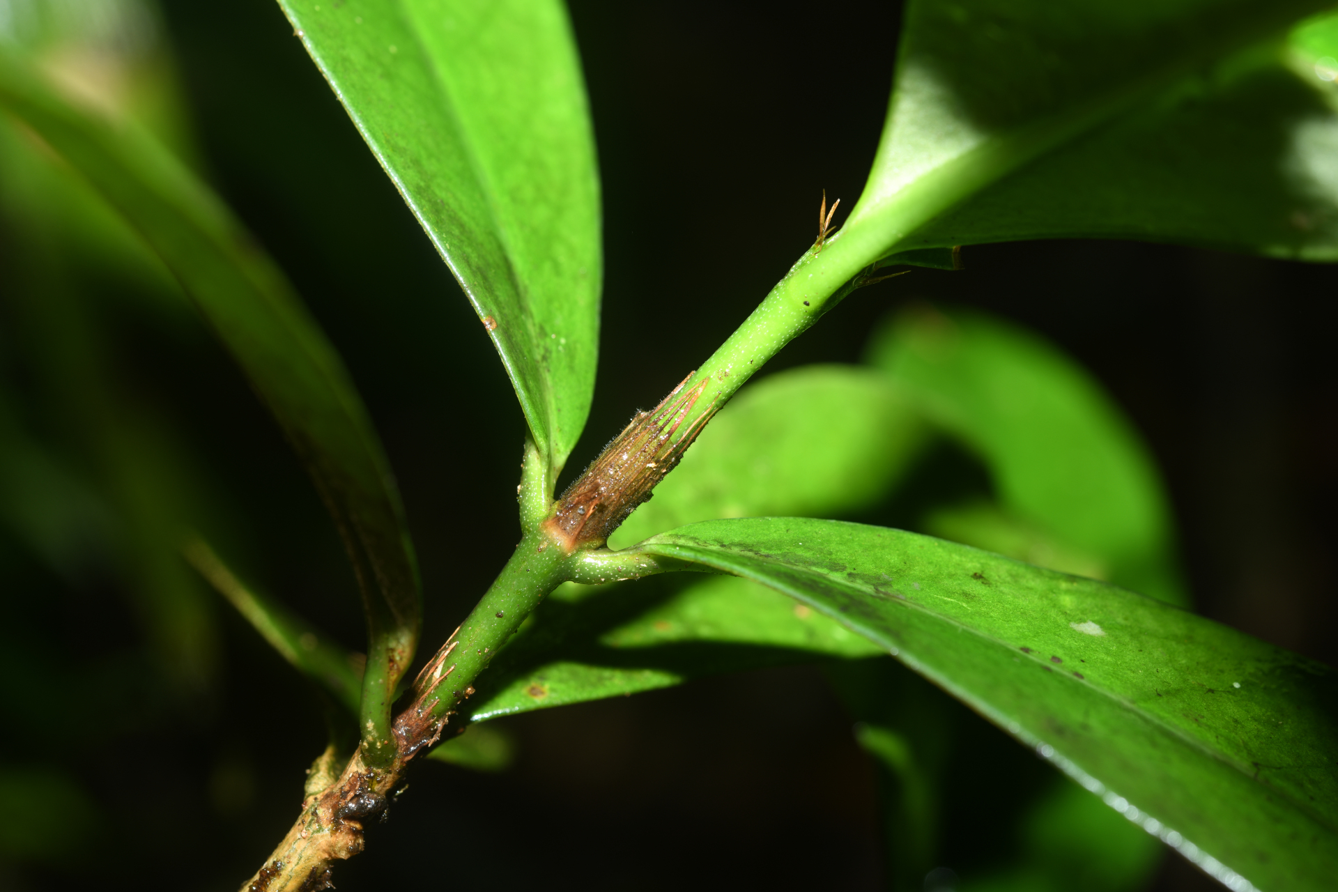 Rudgea pungens (Steyerm.) C.M.Taylor, Bruniera & Zappi - Photo Bivouac Naturaliste