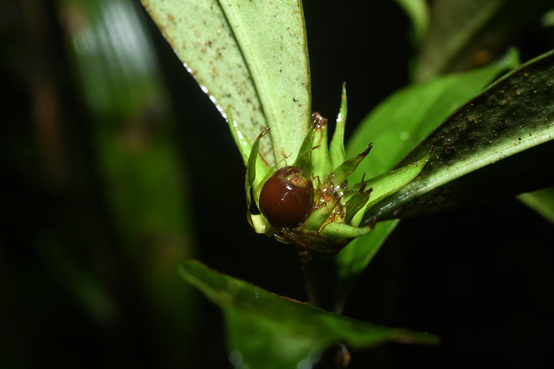 Rudgea pungens (Steyerm.) C.M.Taylor, Bruniera & Zappi - Photo Bivouac Naturaliste