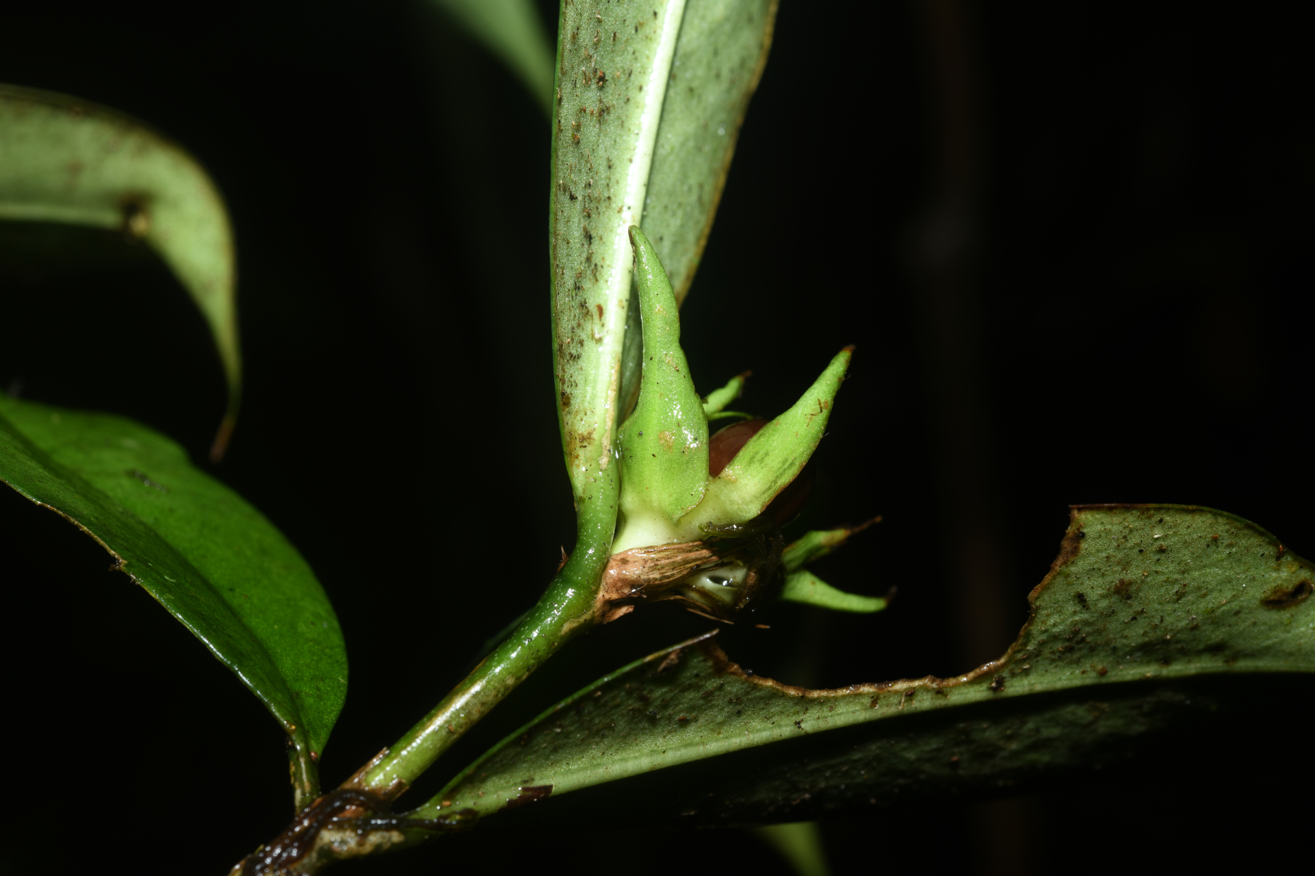 Rudgea pungens (Steyerm.) C.M.Taylor, Bruniera & Zappi - Photo Bivouac Naturaliste
