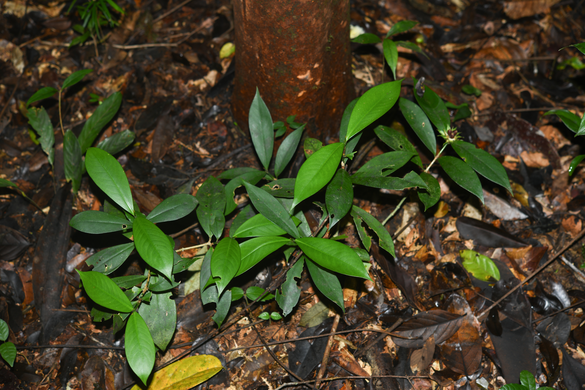 Rudgea pungens (Steyerm.) C.M.Taylor, Bruniera & Zappi - Photo Bivouac Naturaliste
