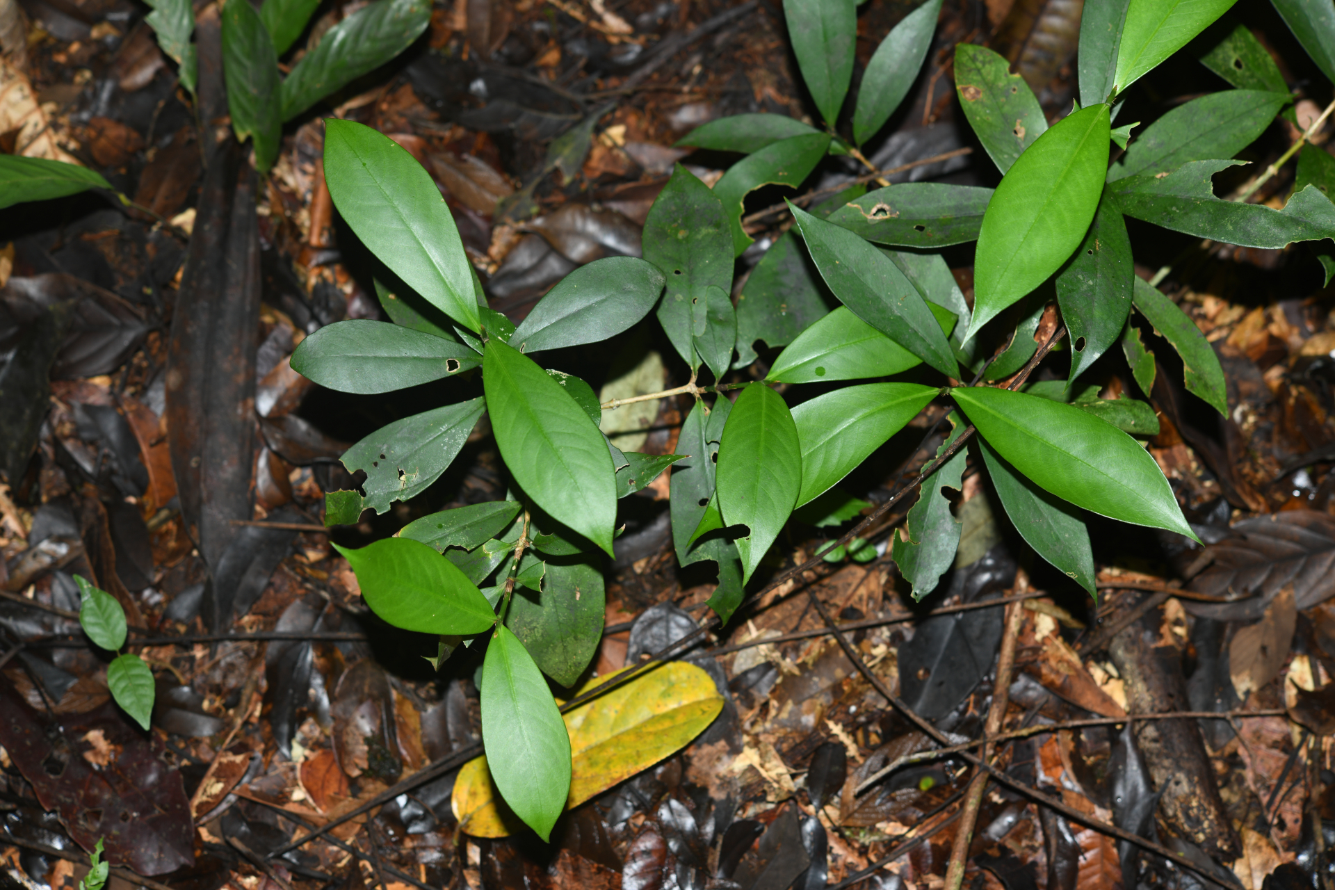 Rudgea pungens (Steyerm.) C.M.Taylor, Bruniera & Zappi - Photo Bivouac Naturaliste