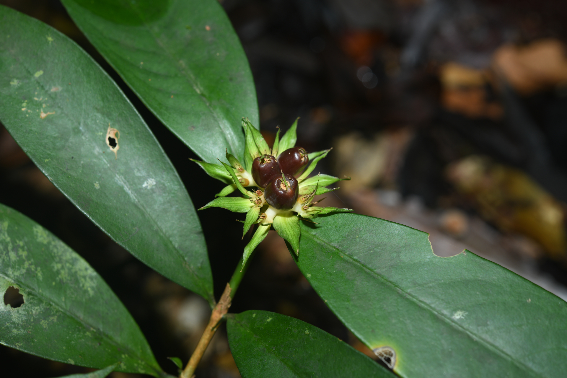 Rudgea pungens (Steyerm.) C.M.Taylor, Bruniera & Zappi - Photo Bivouac Naturaliste