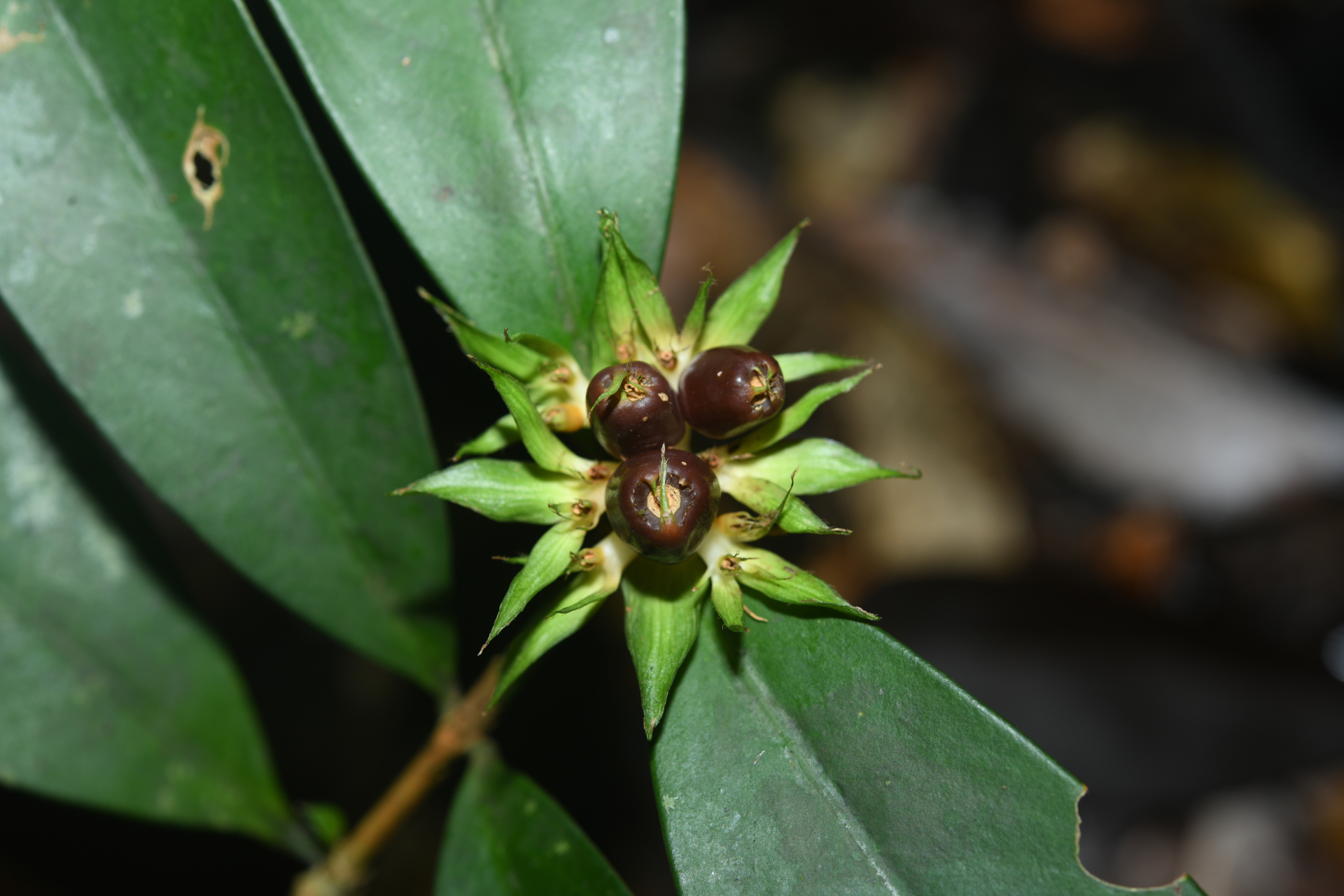 Rudgea pungens (Steyerm.) C.M.Taylor, Bruniera & Zappi - Photo Bivouac Naturaliste