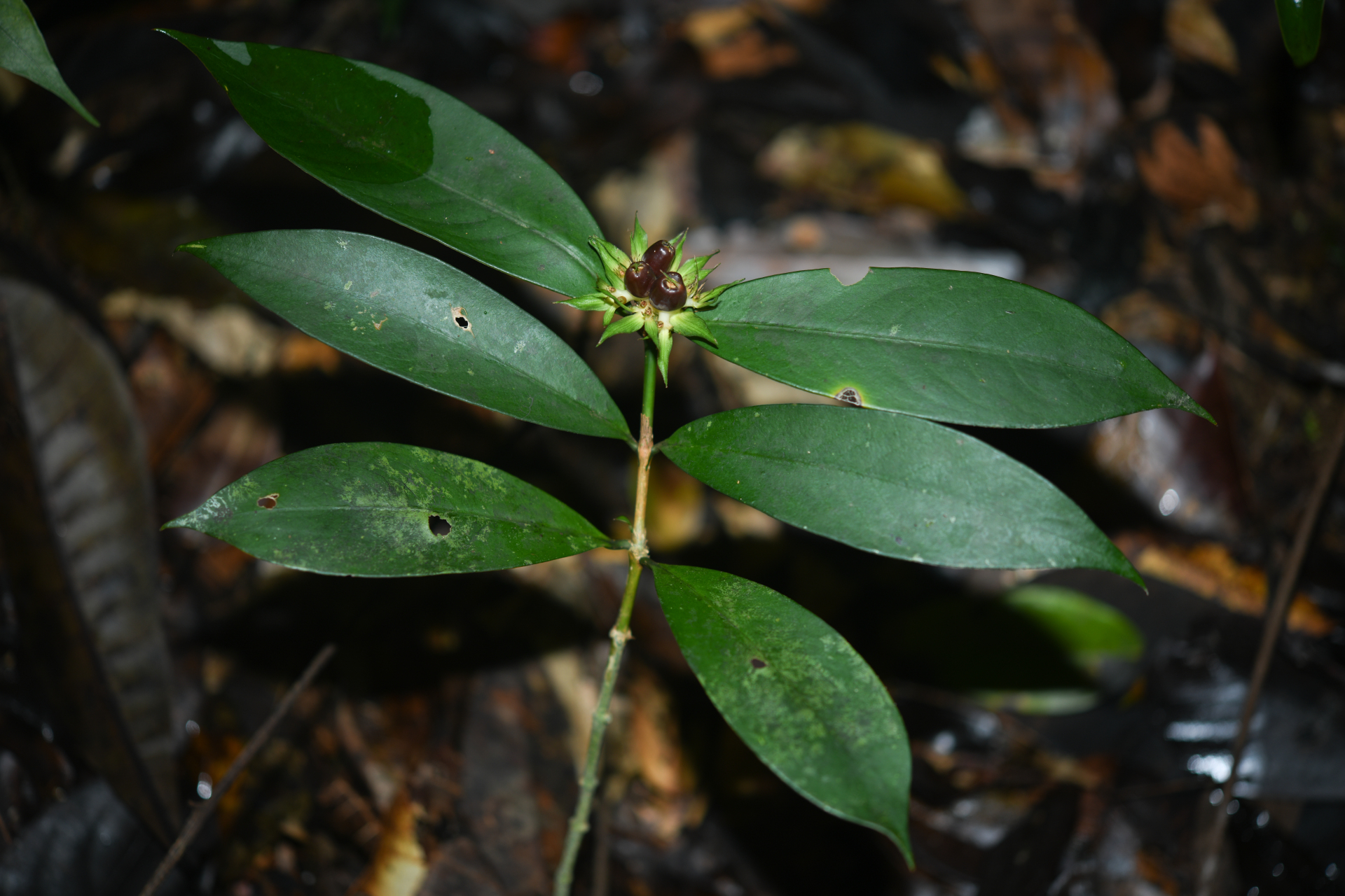 Rudgea pungens (Steyerm.) C.M.Taylor, Bruniera & Zappi - Photo Bivouac Naturaliste