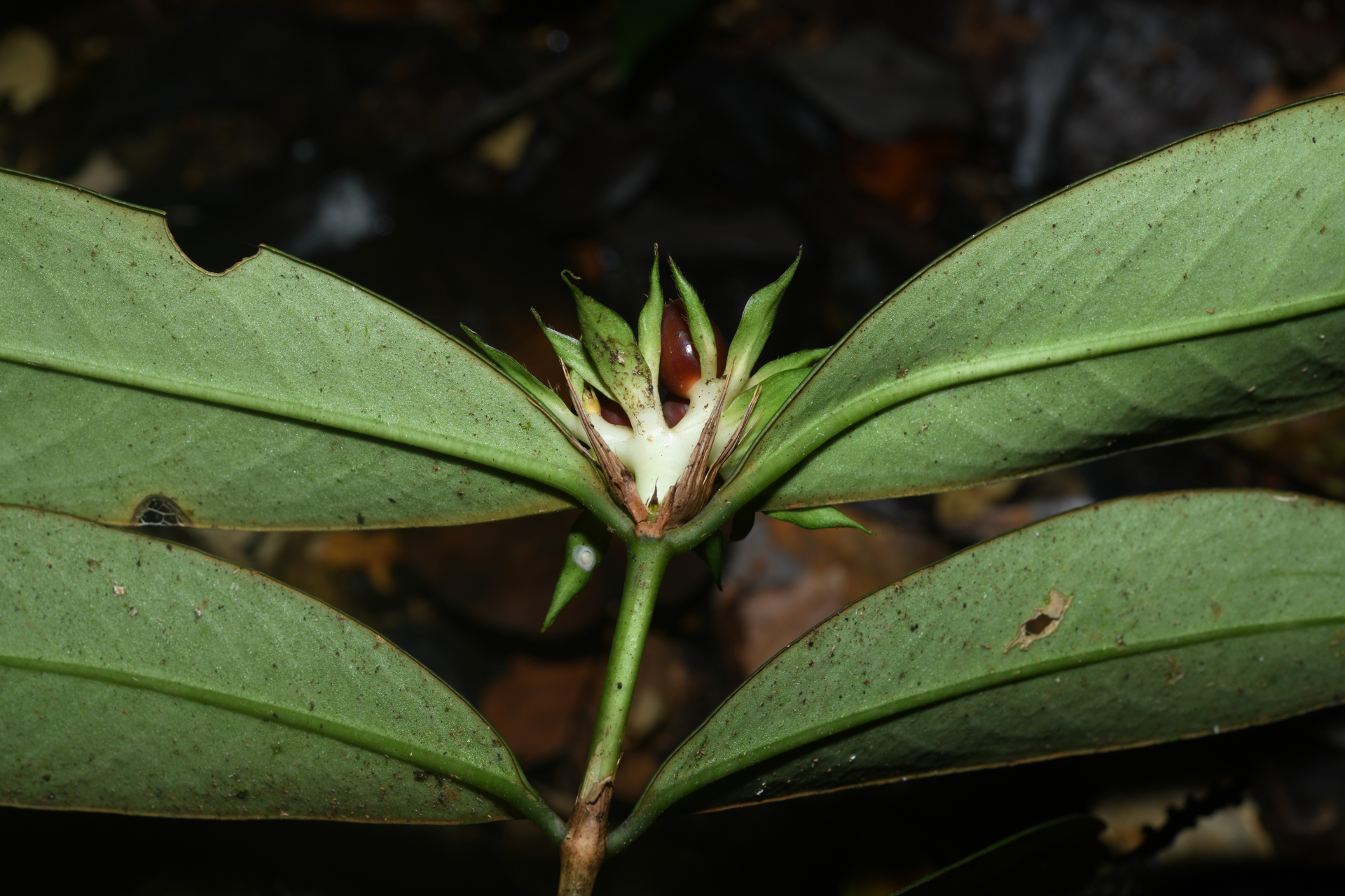 Rudgea pungens (Steyerm.) C.M.Taylor, Bruniera & Zappi - Photo Bivouac Naturaliste
