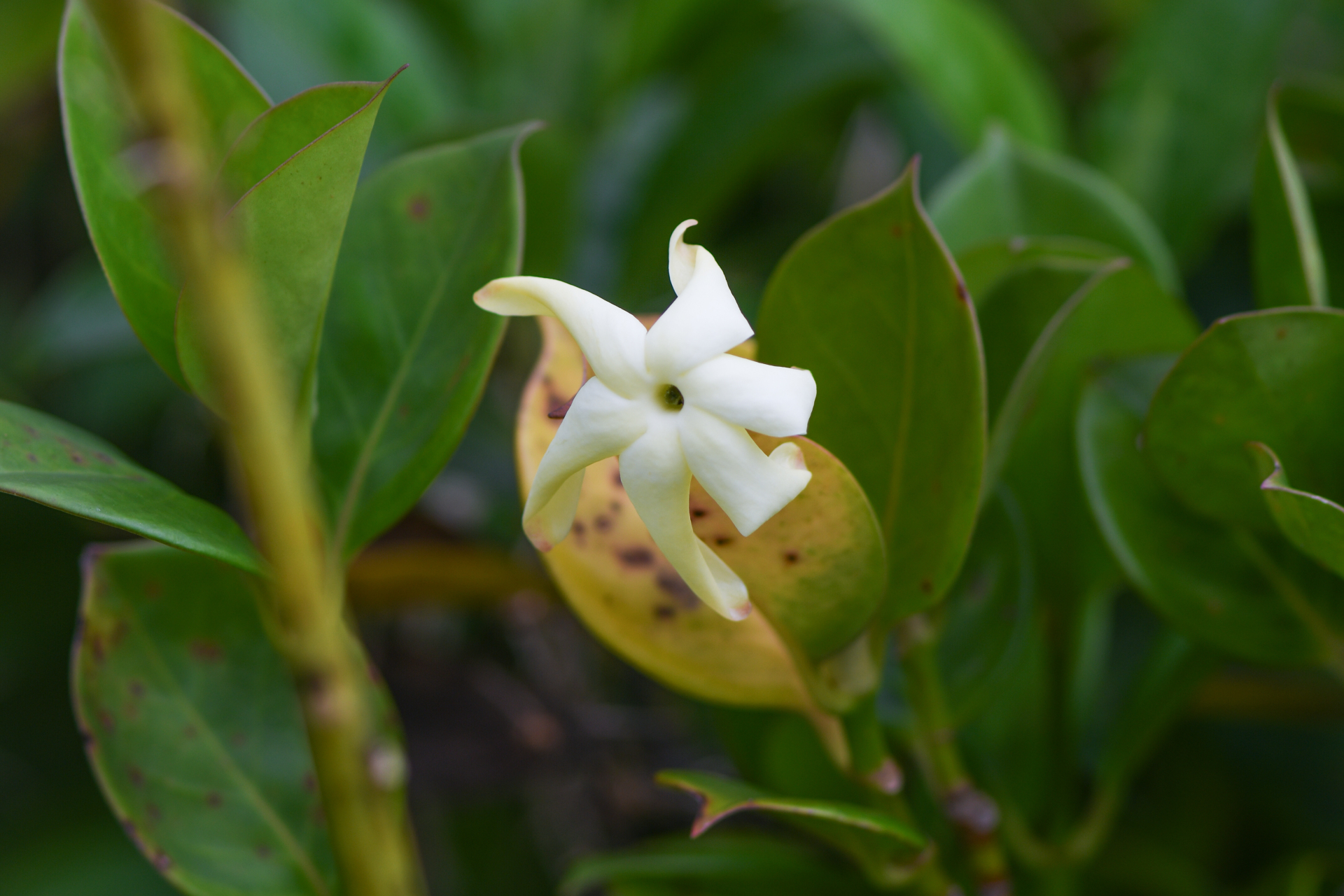 Hillia parasitica Jacq. - Photo Bivouac Naturaliste