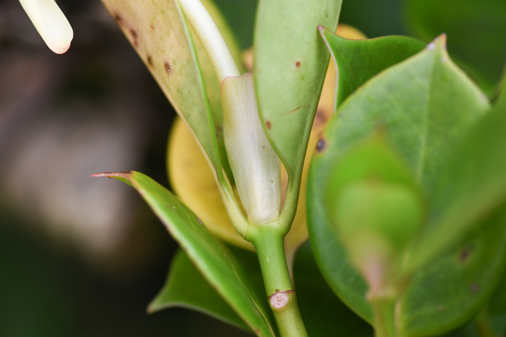Hillia parasitica Jacq. - Photo Bivouac Naturaliste