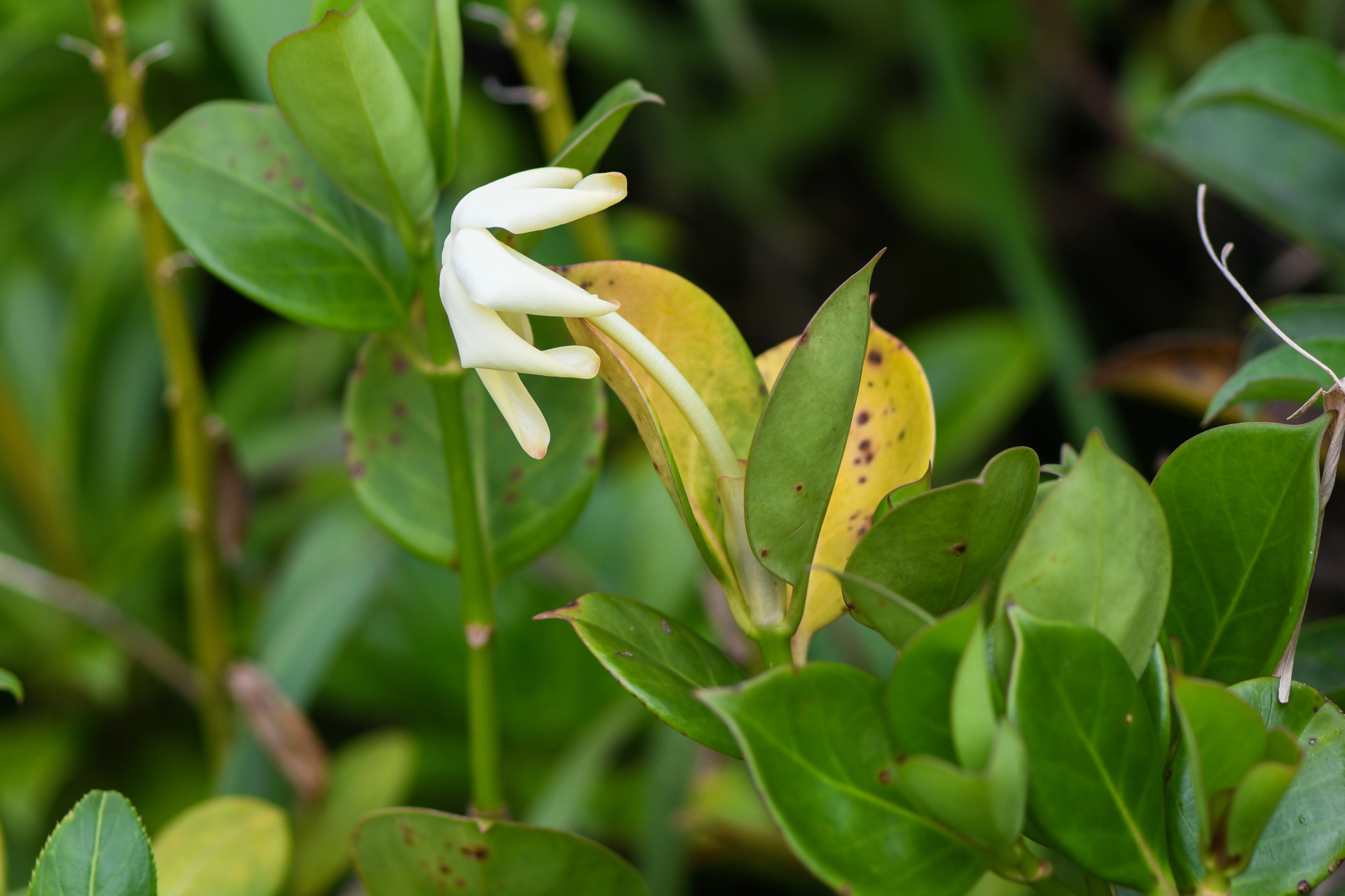Hillia parasitica Jacq. - Photo Bivouac Naturaliste