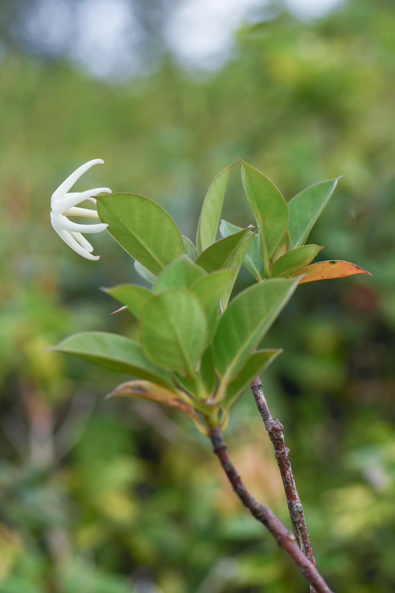 Hillia parasitica Jacq. - Photo Bivouac Naturaliste