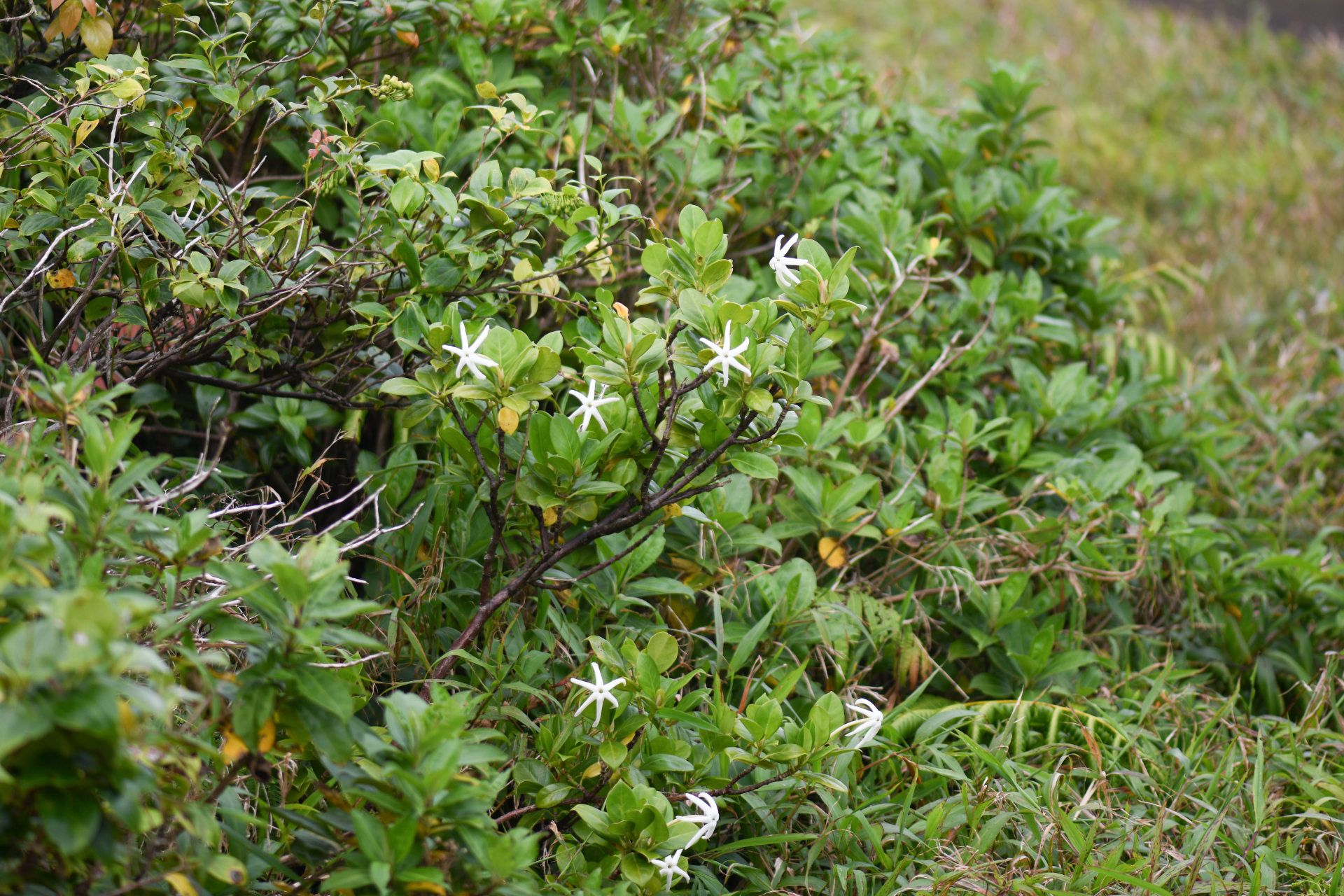 Hillia parasitica Jacq. - Photo Bivouac Naturaliste