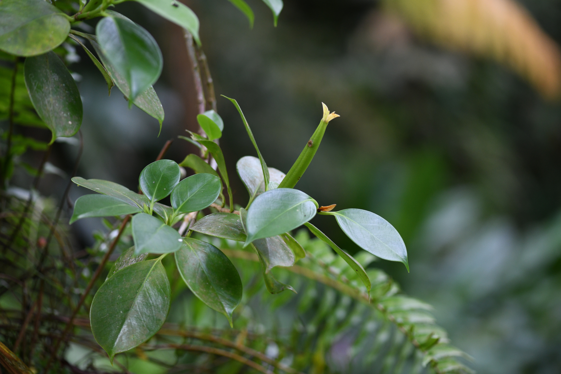 Hillia parasitica Jacq. - Photo Bivouac Naturaliste