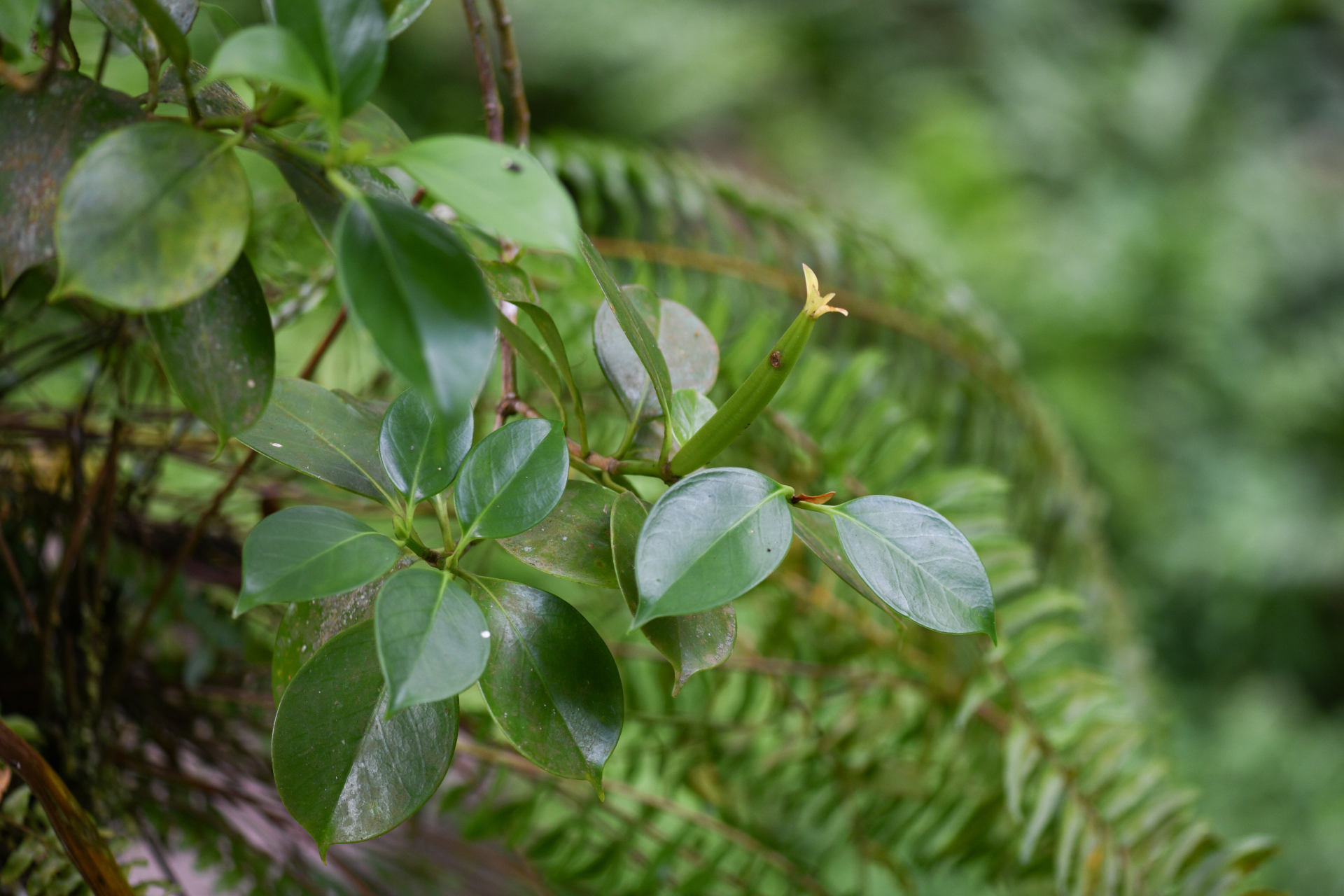 Hillia parasitica Jacq. - Photo Bivouac Naturaliste