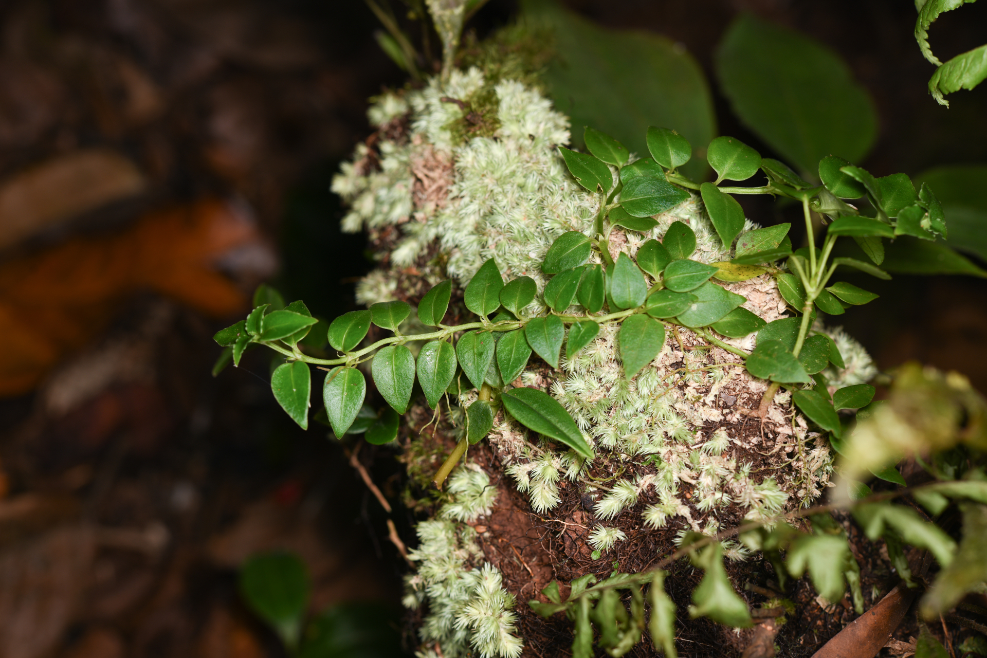 Hillia parasitica Jacq. - Photo Bivouac Naturaliste
