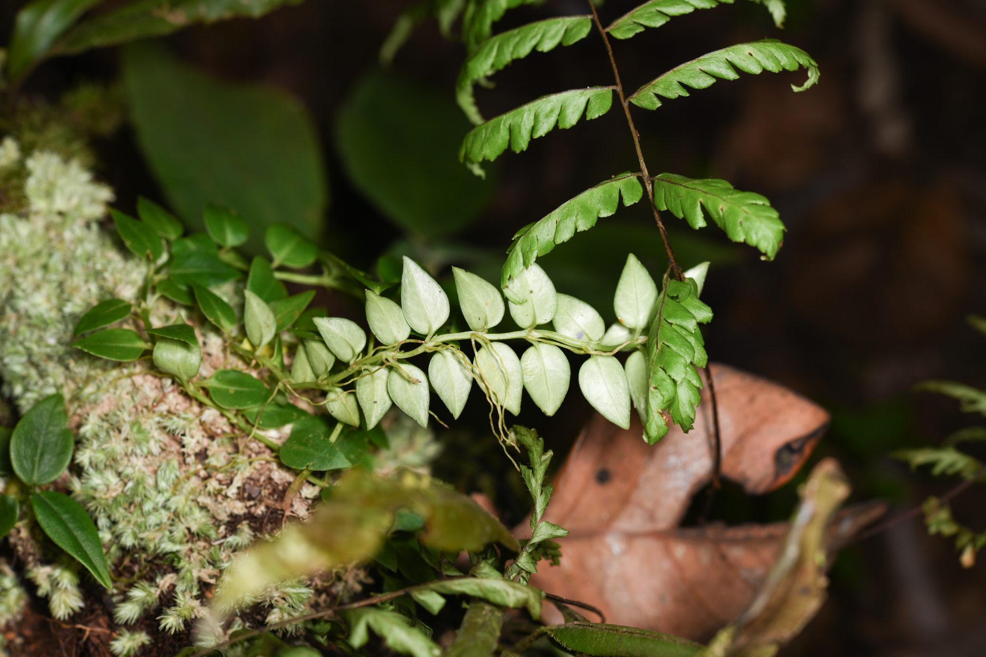 Hillia parasitica Jacq. - Photo Bivouac Naturaliste