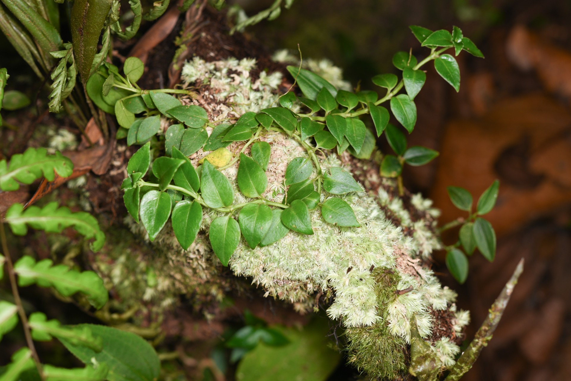 Hillia parasitica Jacq. - Photo Bivouac Naturaliste