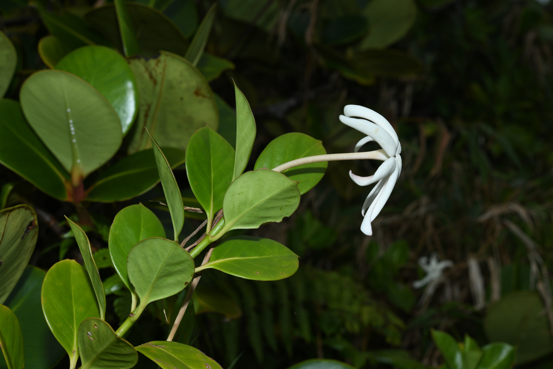 Hillia parasitica Jacq. - Photo Bivouac Naturaliste