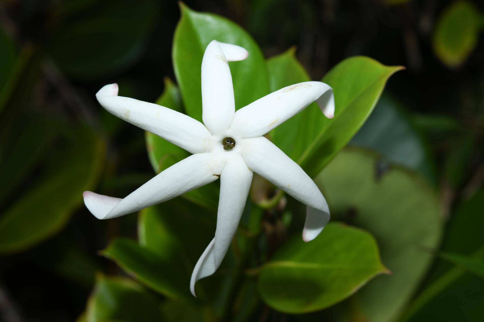 Hillia parasitica Jacq. - Photo Bivouac Naturaliste