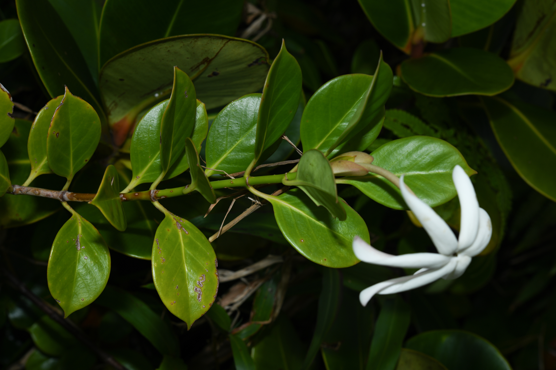 Hillia parasitica Jacq. - Photo Bivouac Naturaliste