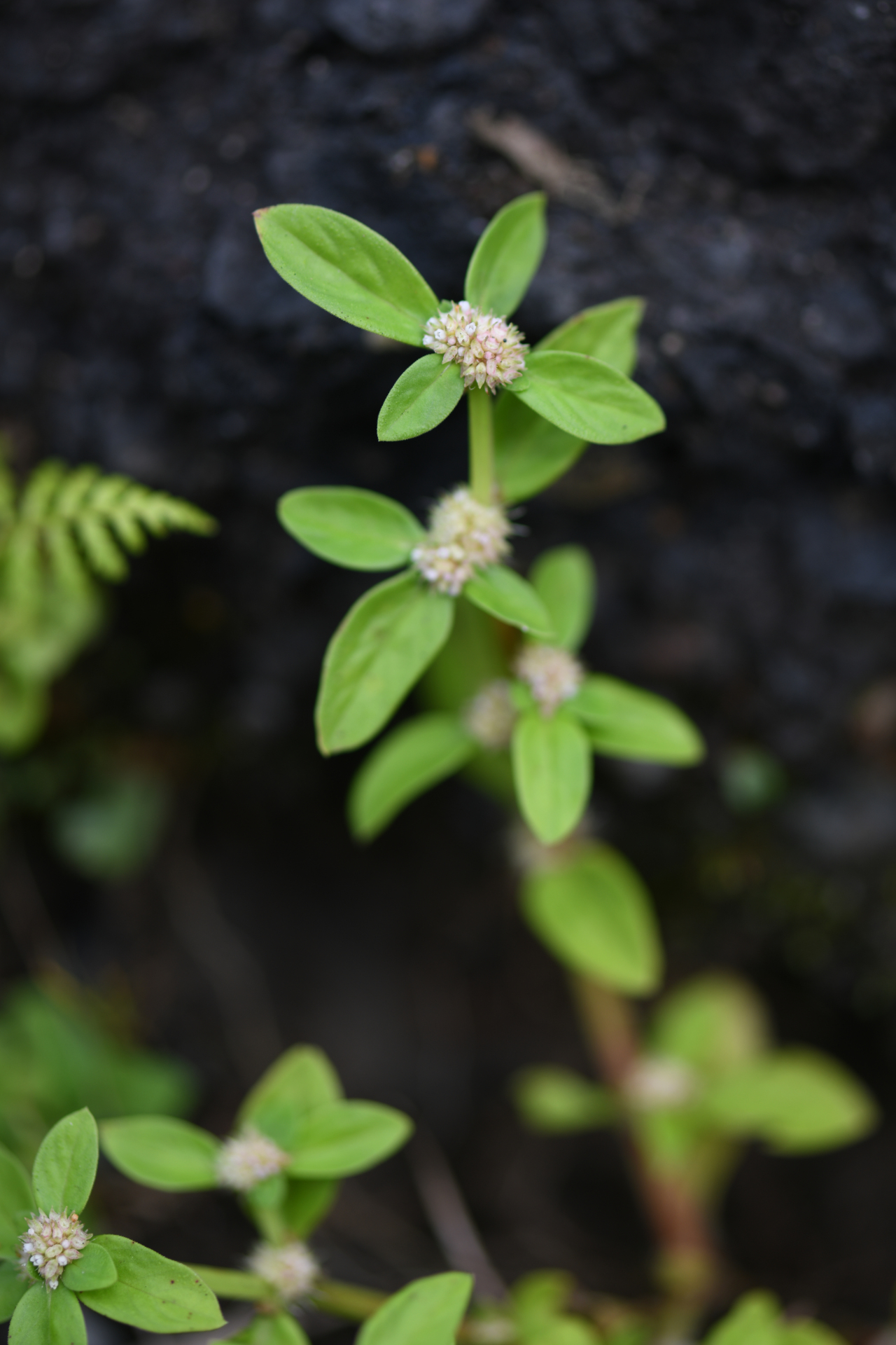 Spermacoce prostrata Aubl. - Photo Bivouac Naturaliste