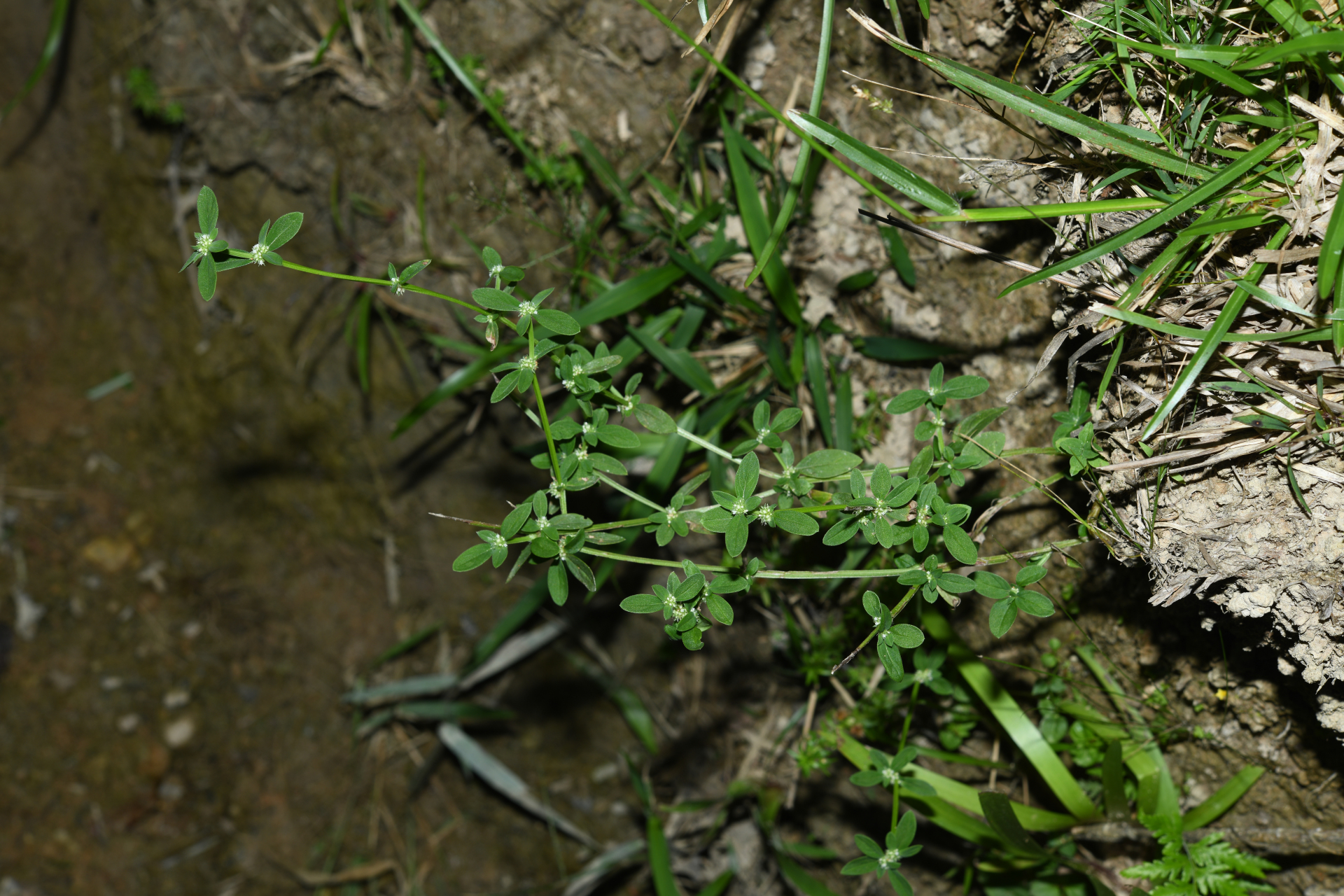 Spermacoce prostrata Aubl. - Photo Bivouac Naturaliste