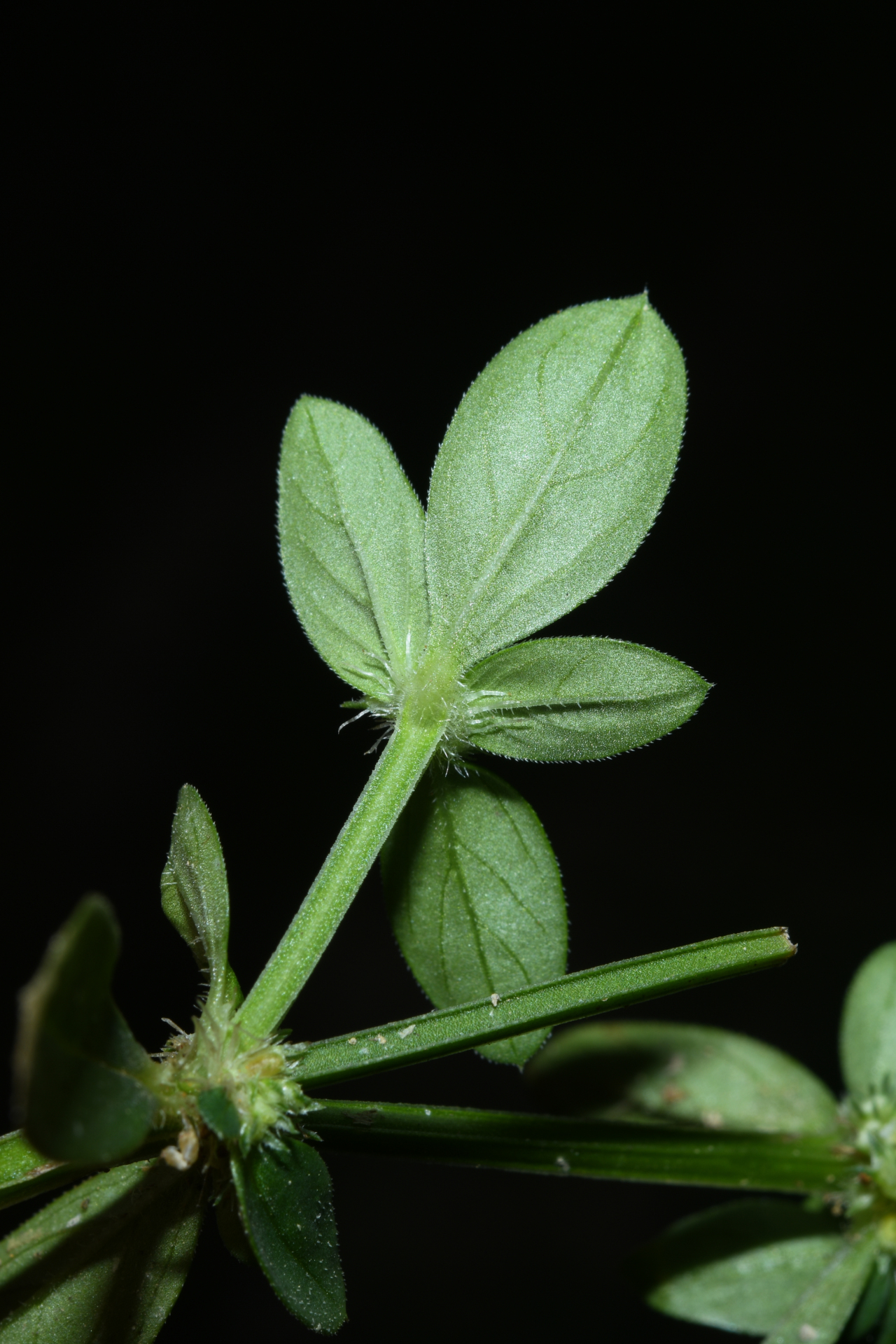 Spermacoce prostrata Aubl. - Photo Bivouac Naturaliste