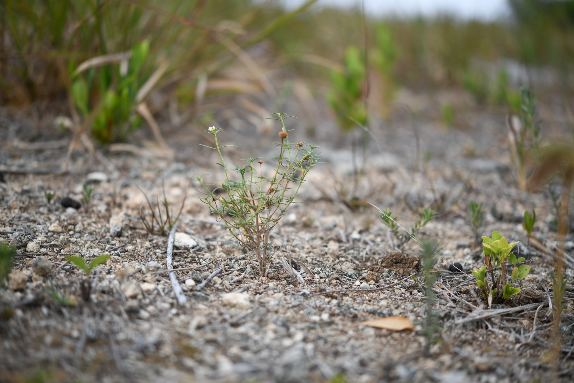Spermacoce bahamensis (Britton) Howard - Photo Bivouac Naturaliste