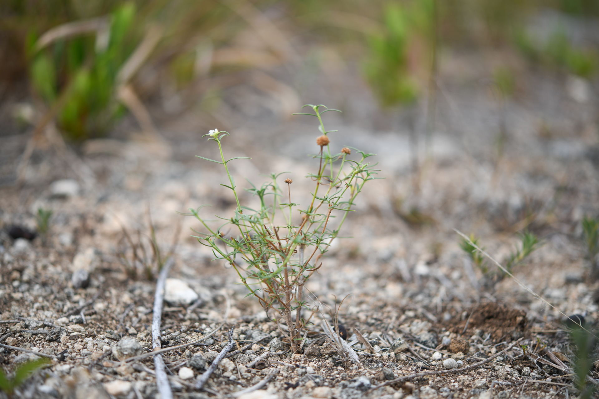 Spermacoce bahamensis (Britton) Howard - Photo Bivouac Naturaliste