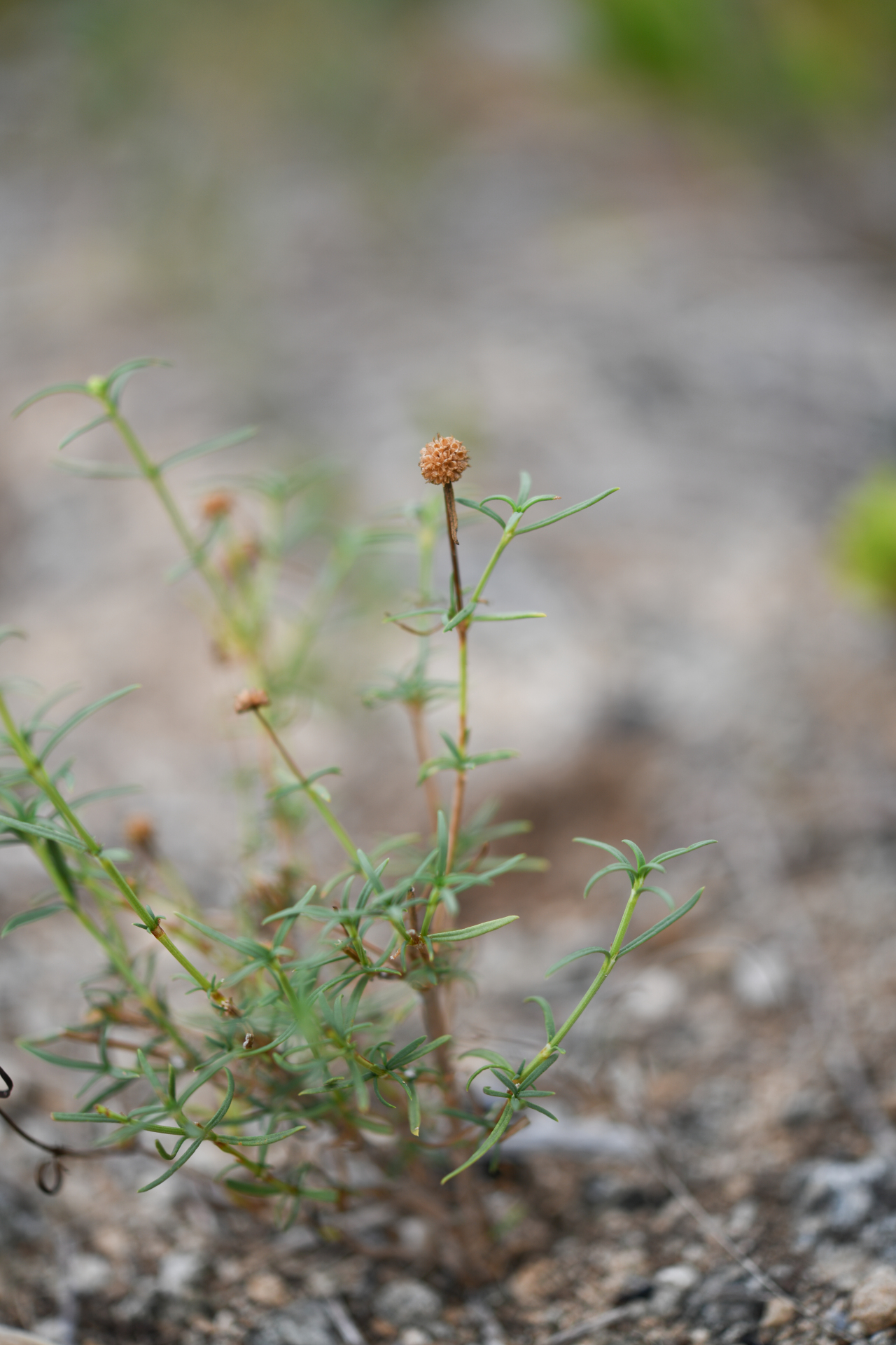 Spermacoce bahamensis (Britton) Howard - Photo Bivouac Naturaliste