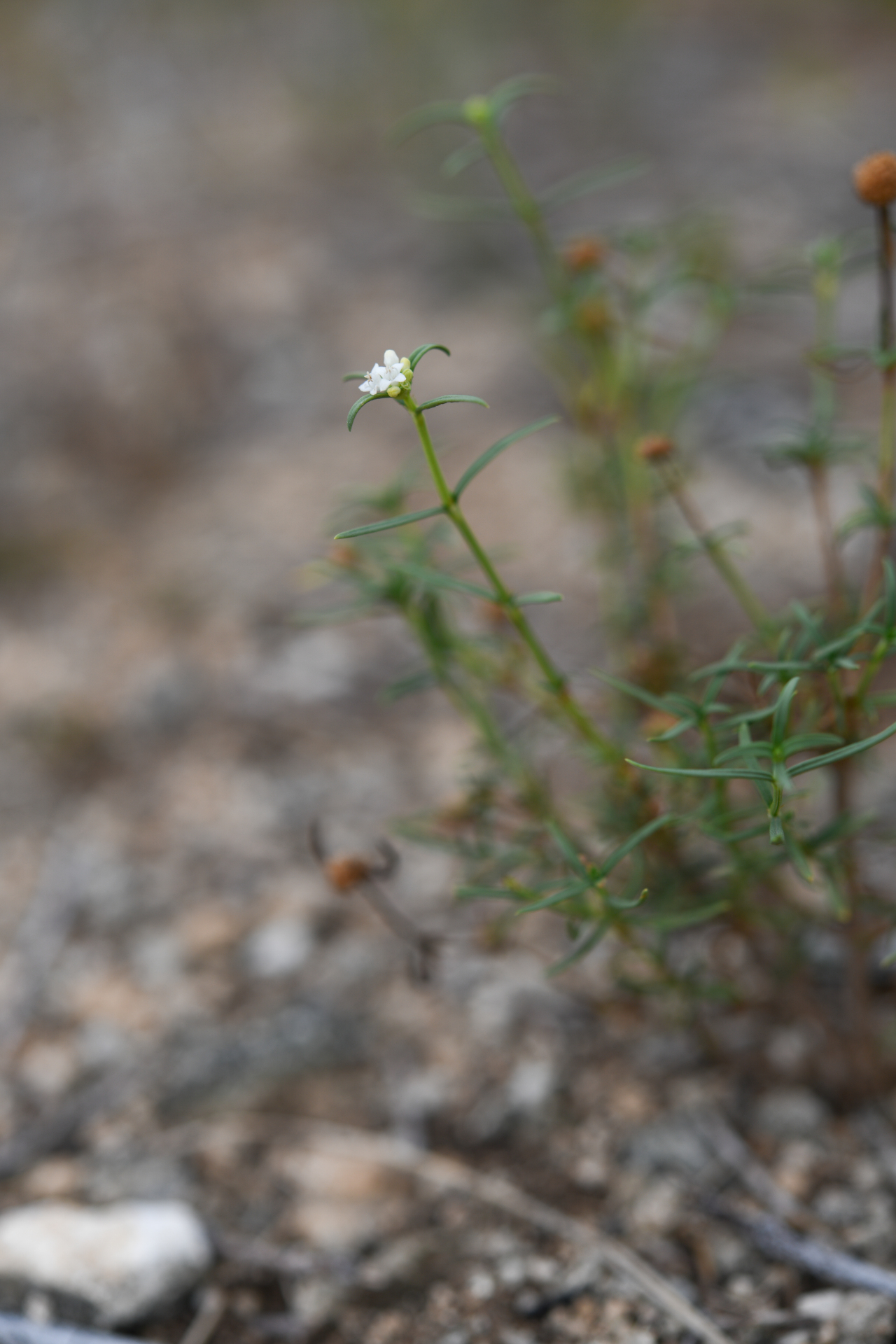 Spermacoce bahamensis (Britton) Howard - Photo Bivouac Naturaliste