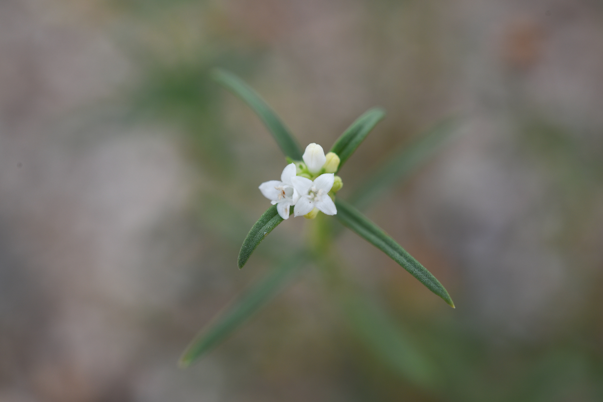 Spermacoce bahamensis (Britton) Howard - Photo Bivouac Naturaliste