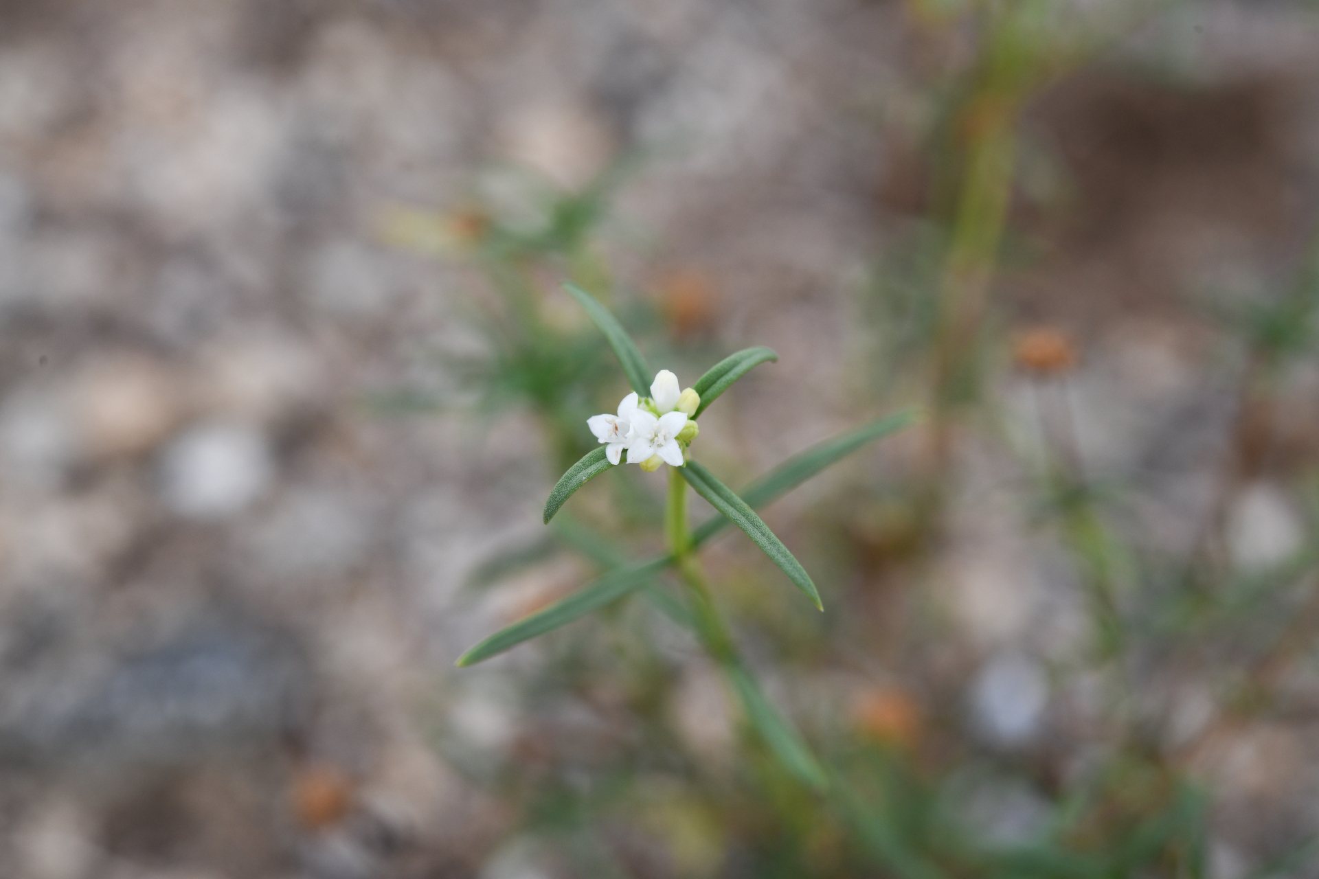 Spermacoce bahamensis (Britton) Howard - Photo Bivouac Naturaliste