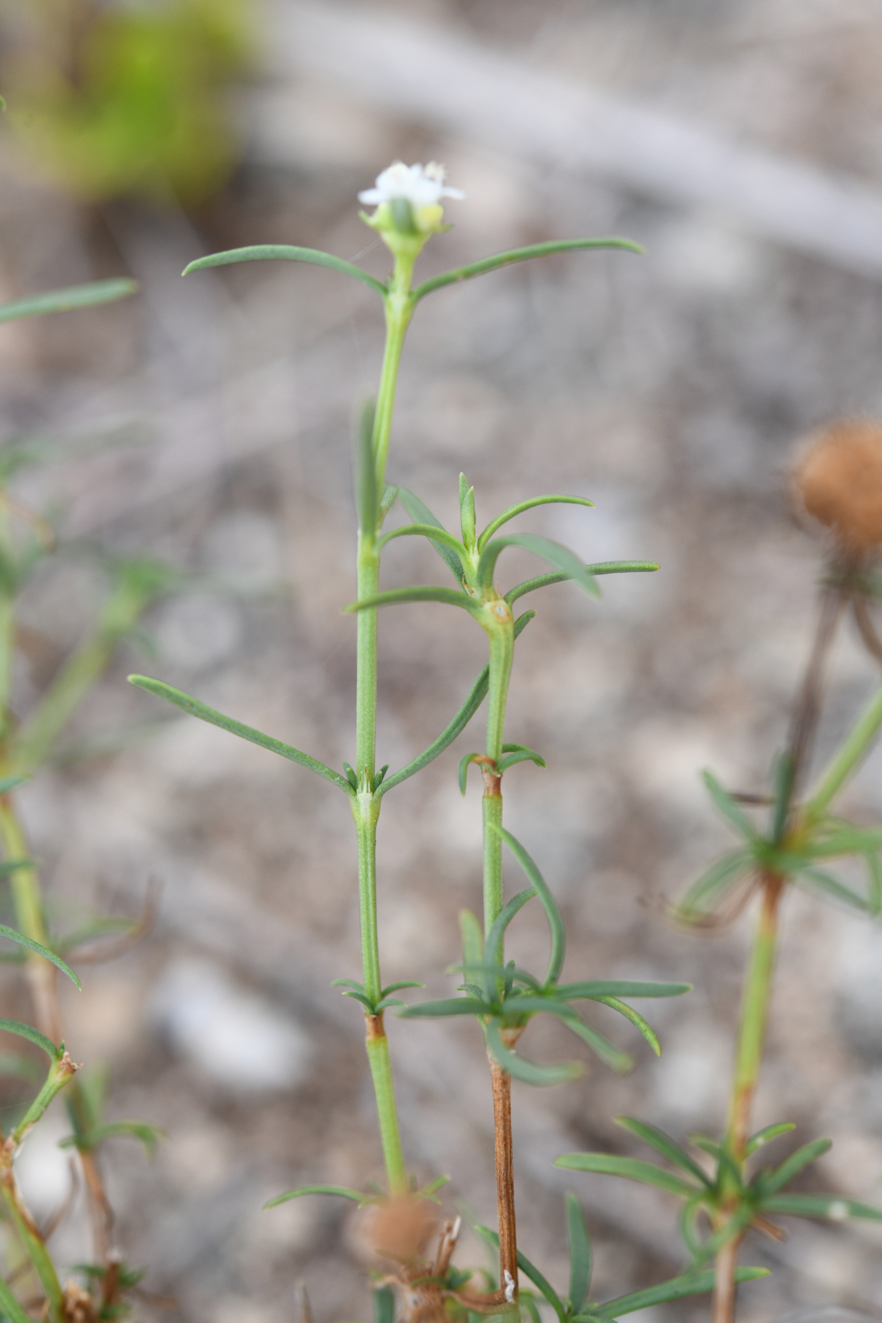 Spermacoce bahamensis (Britton) Howard - Photo Bivouac Naturaliste