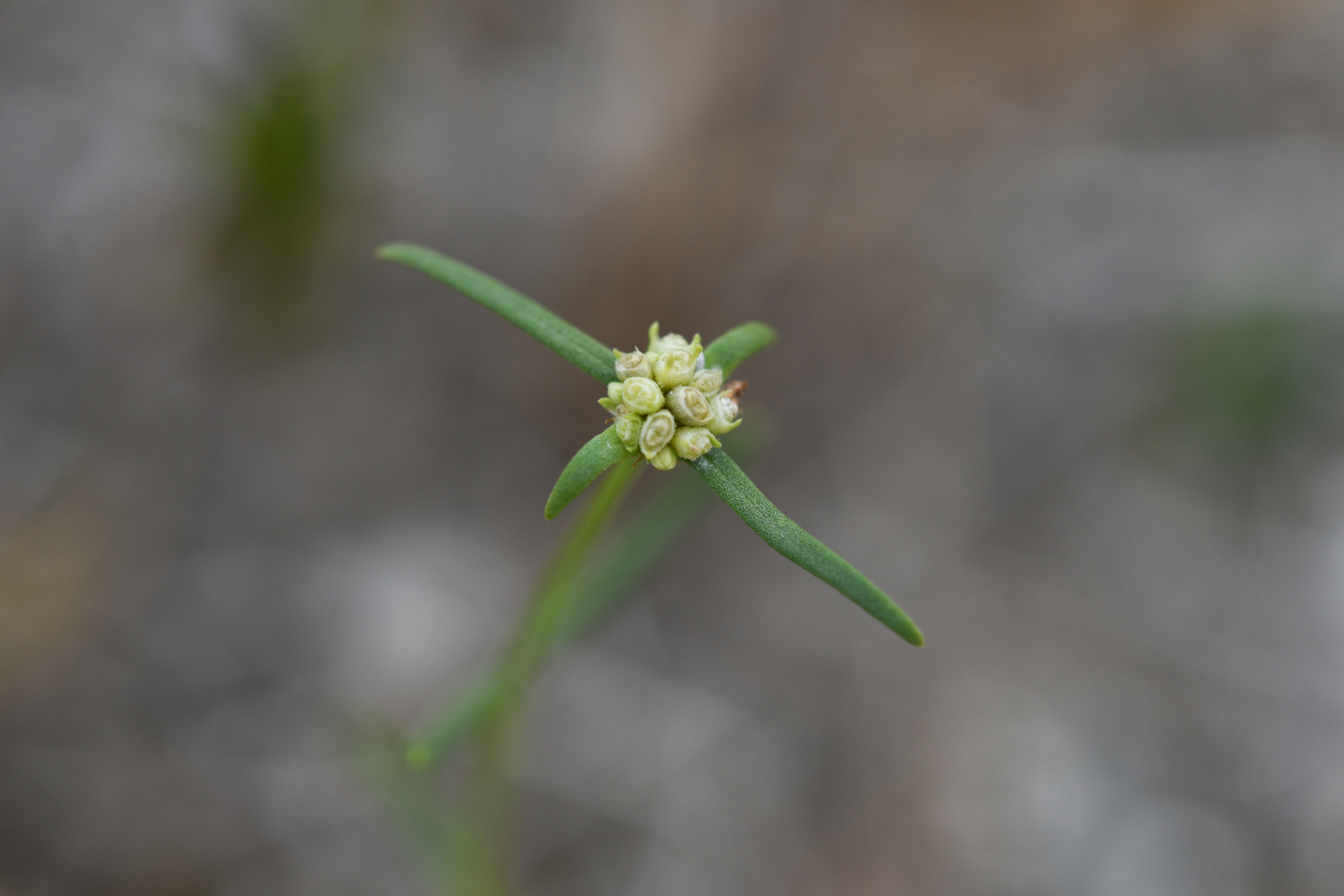 Spermacoce bahamensis (Britton) Howard - Photo Bivouac Naturaliste