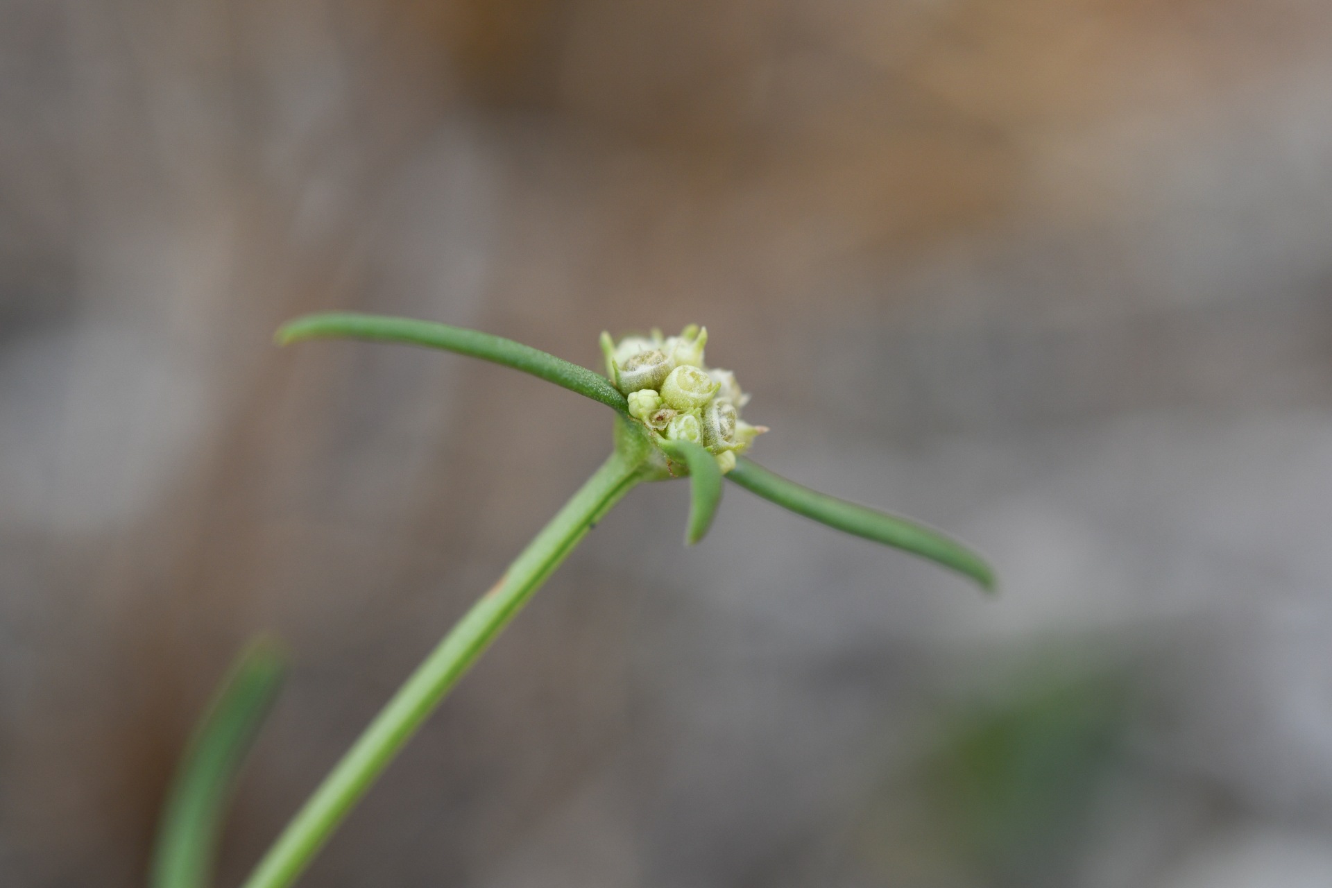 Spermacoce bahamensis (Britton) Howard - Photo Bivouac Naturaliste