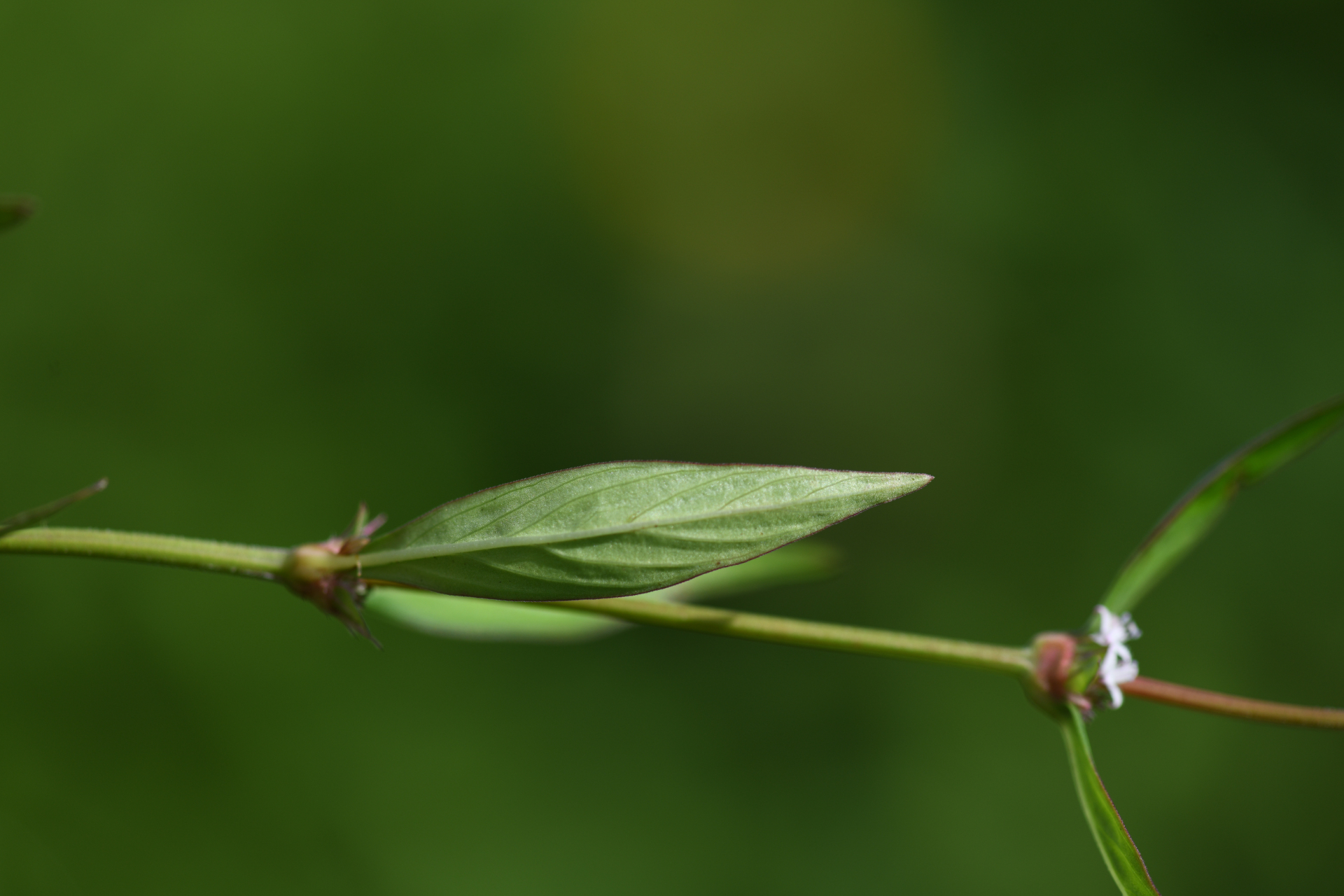 Spermacoce remota Lam. - Photo Bivouac Naturaliste