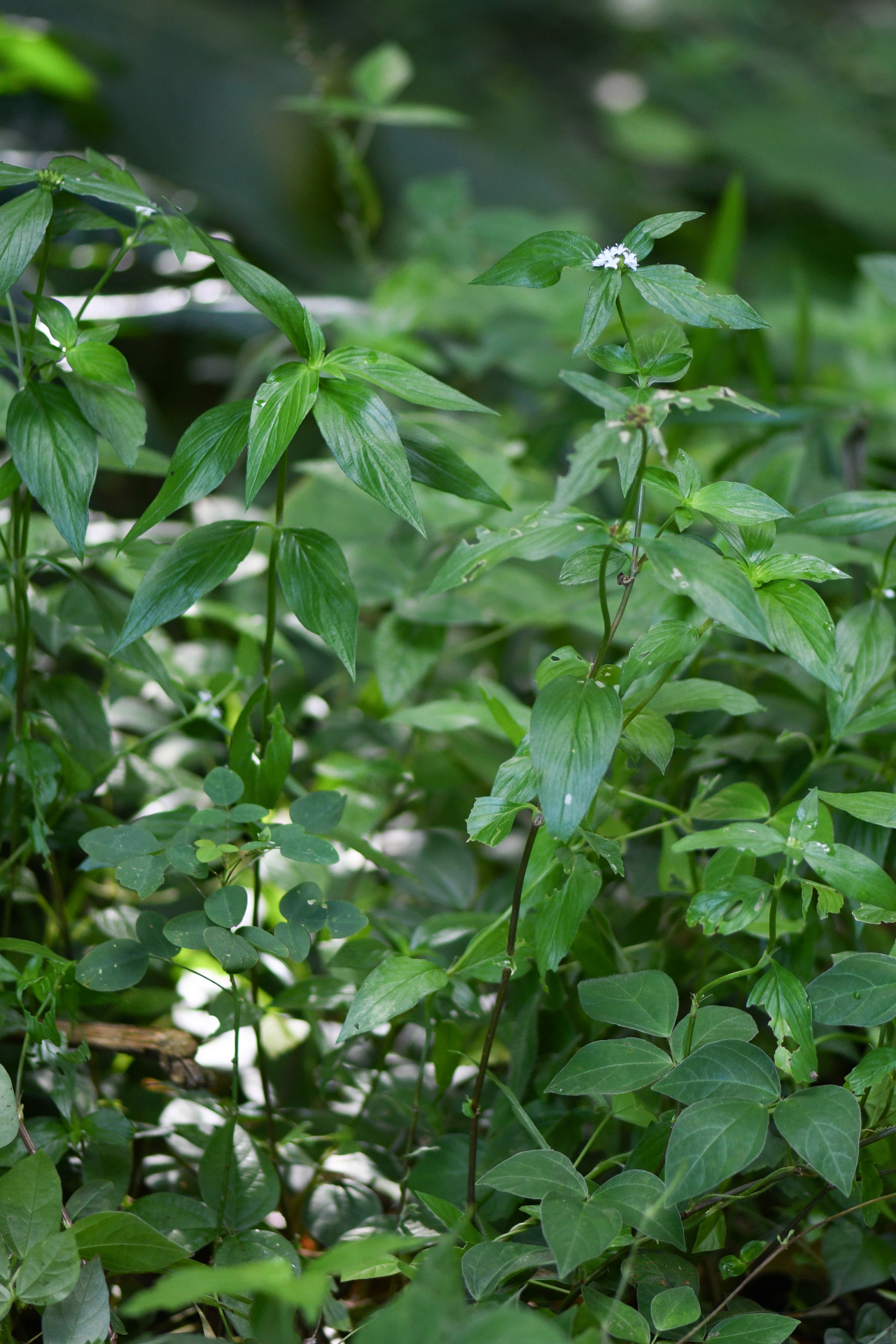 Spermacoce remota Lam. - Photo Bivouac Naturaliste