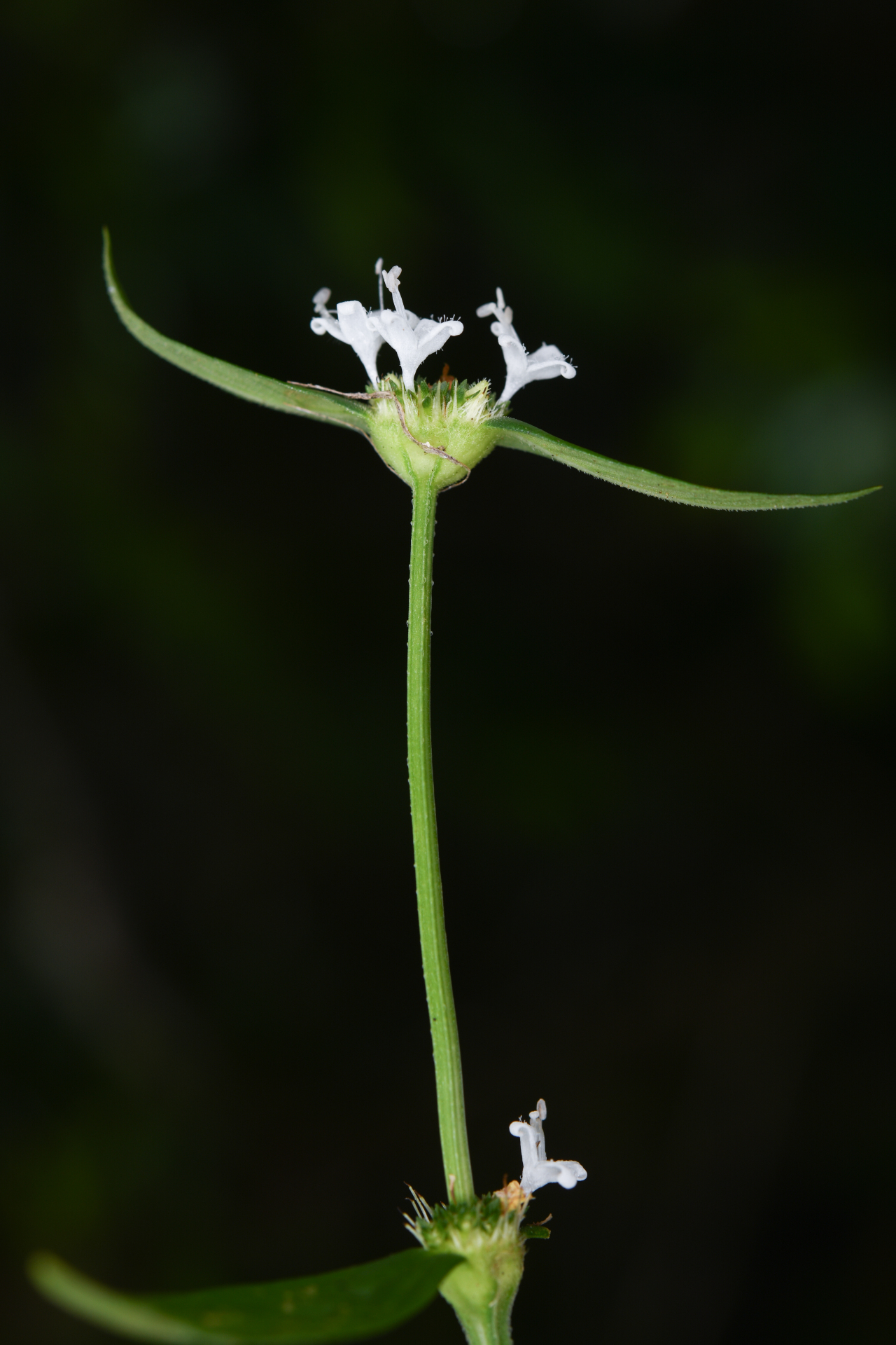 Spermacoce remota Lam. - Photo Bivouac Naturaliste