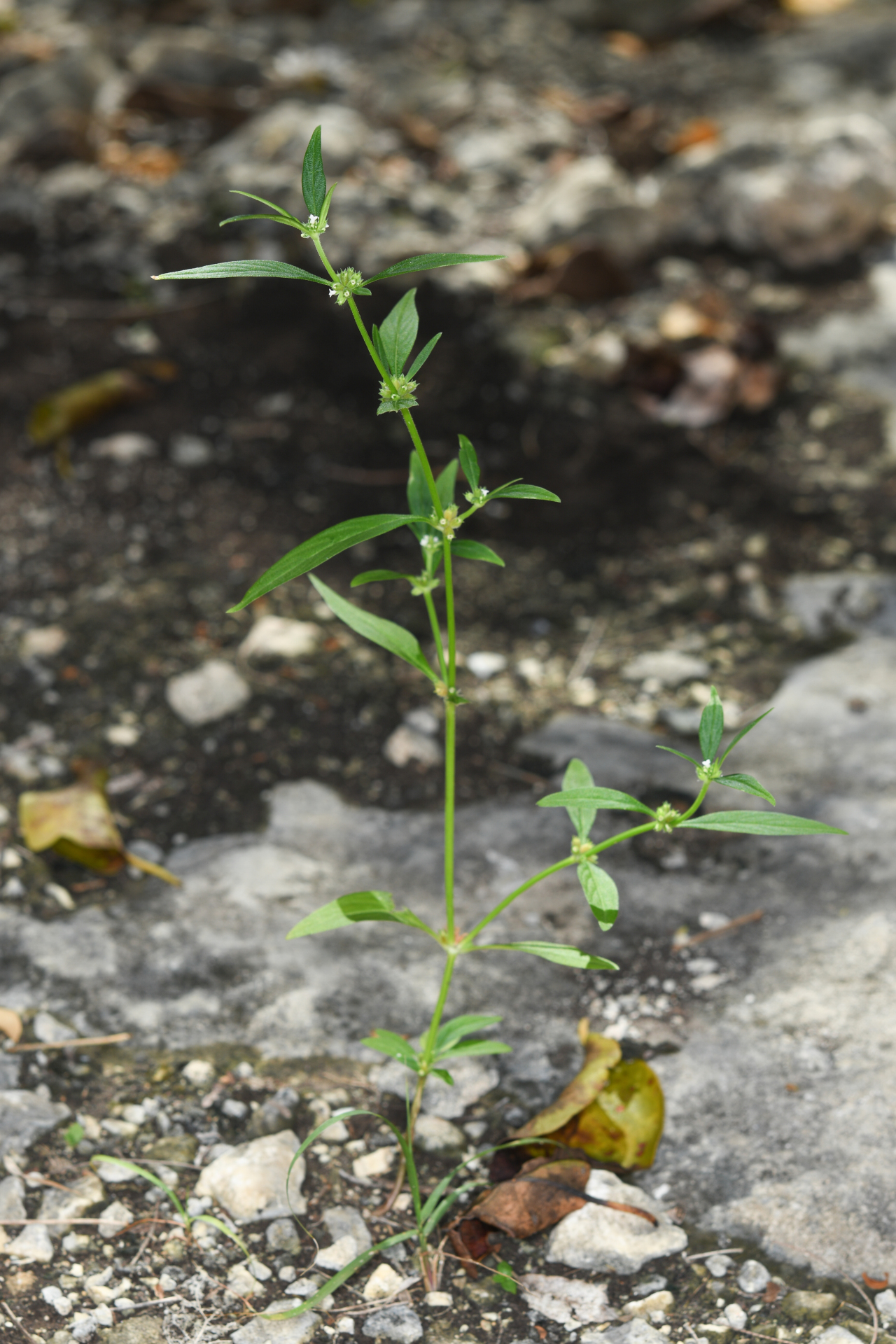 Spermacoce remota Lam. - Photo Bivouac Naturaliste