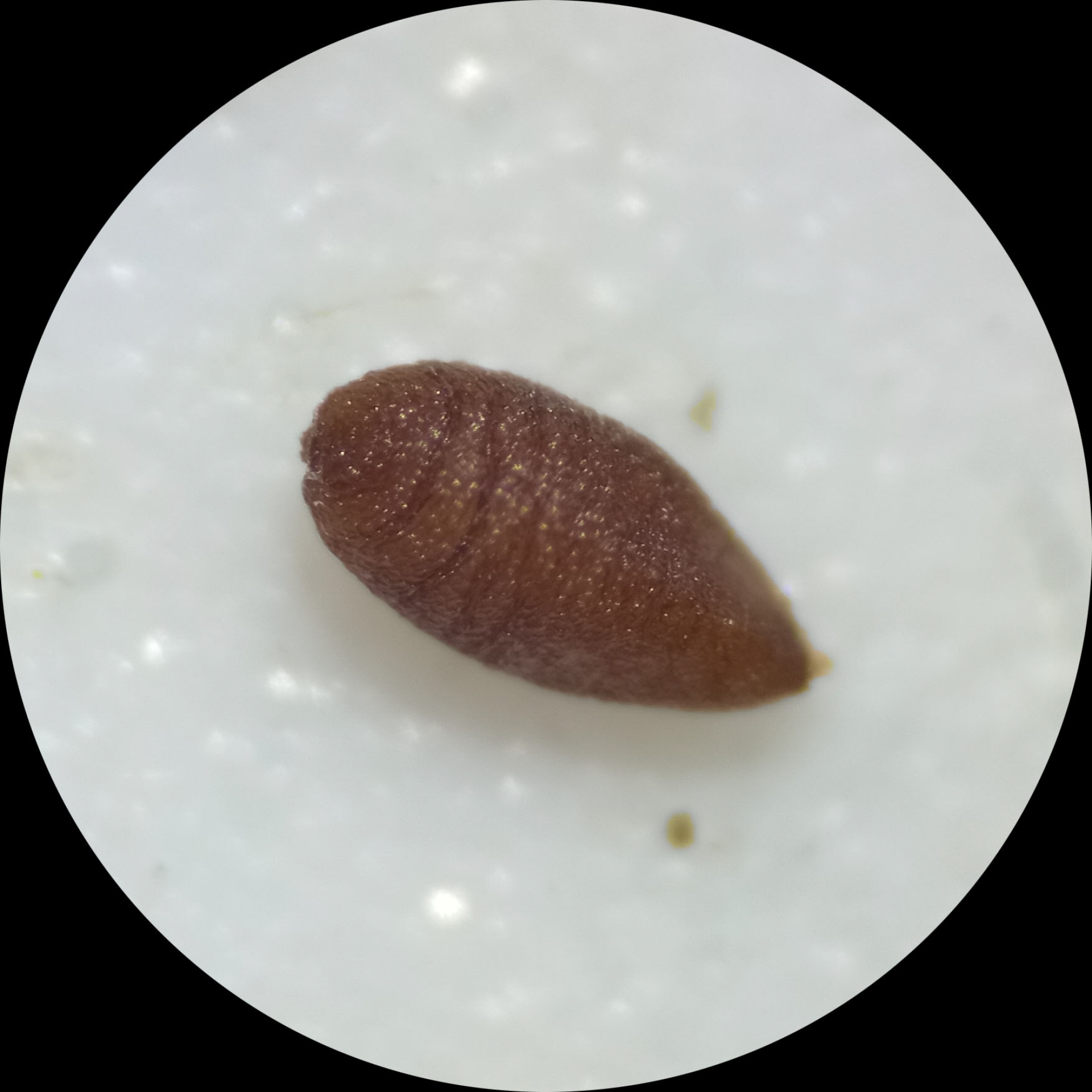 Spermacoce remota Lam. - Photo Bivouac Naturaliste