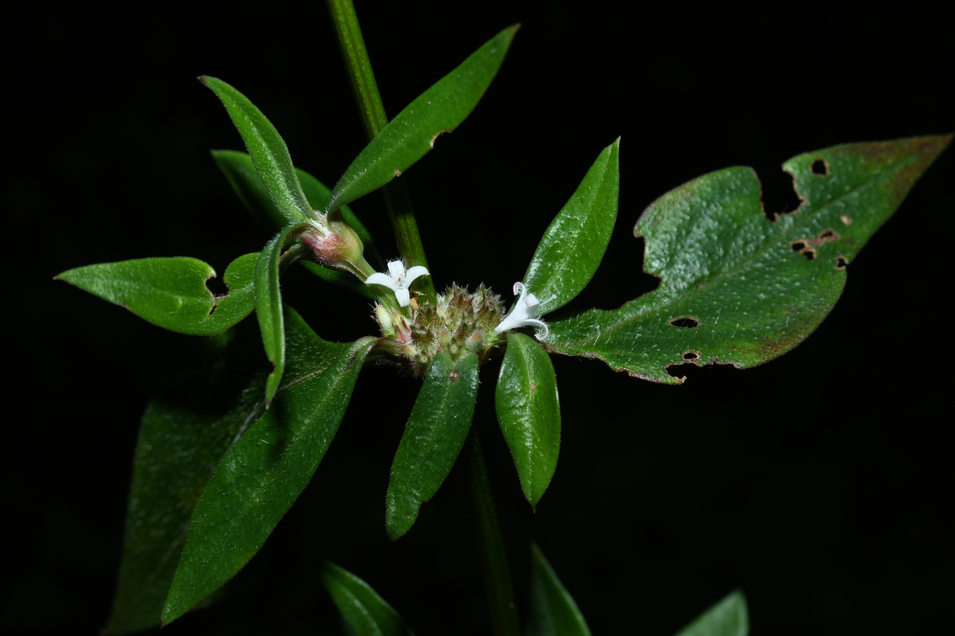 Spermacoce remota Lam. - Photo Bivouac Naturaliste
