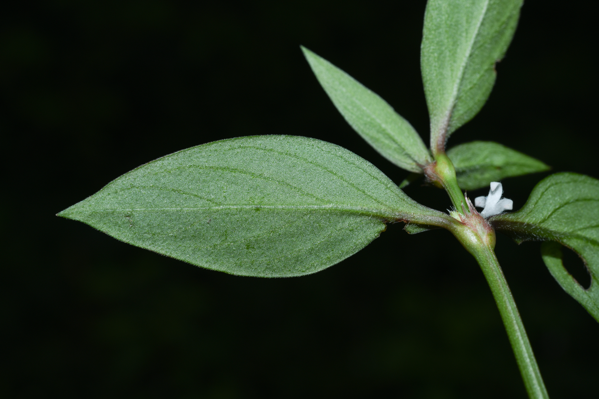 Spermacoce remota Lam. - Photo Bivouac Naturaliste