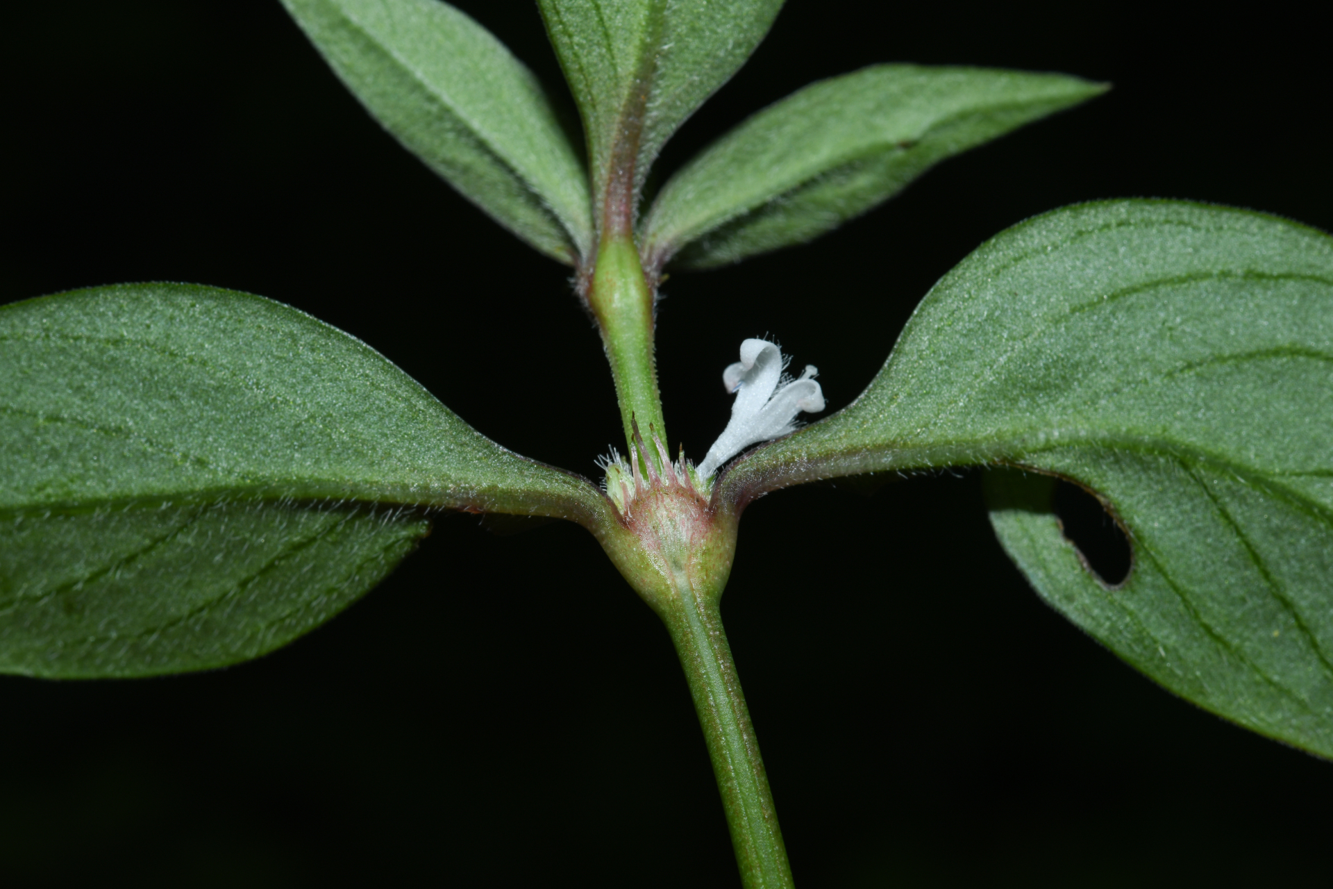 Spermacoce remota Lam. - Photo Bivouac Naturaliste