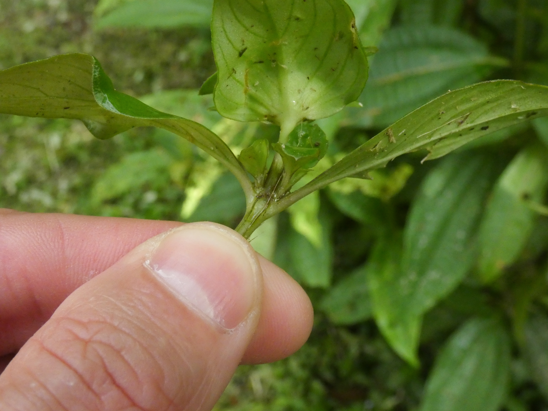 Spermacoce alata Aubl. - Photo Bivouac Naturaliste