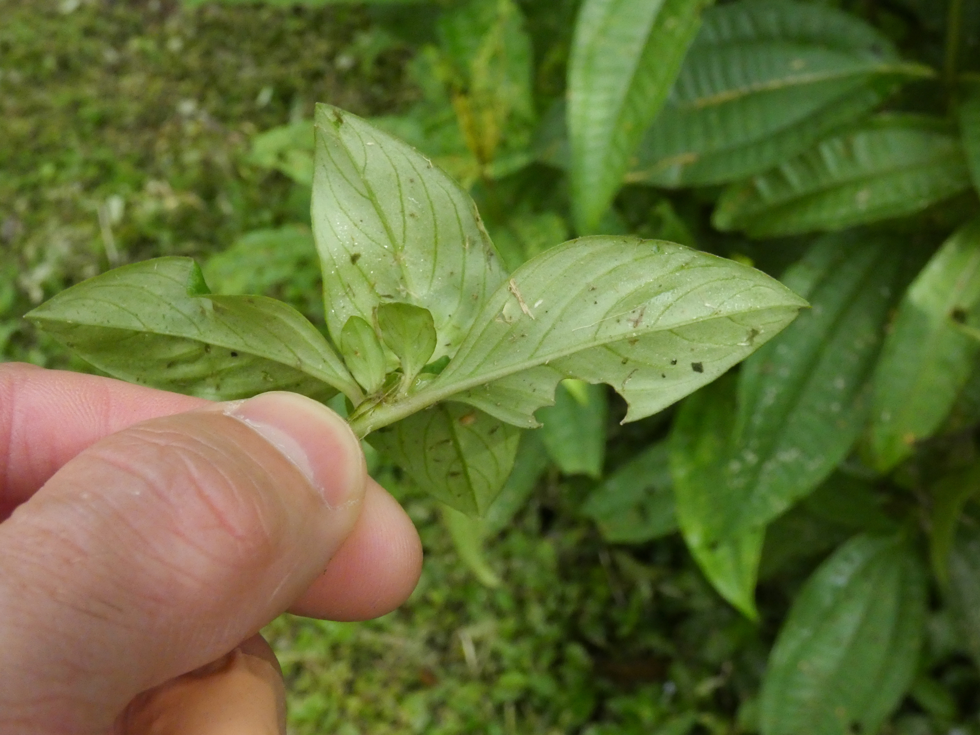 Spermacoce alata Aubl. - Photo Bivouac Naturaliste