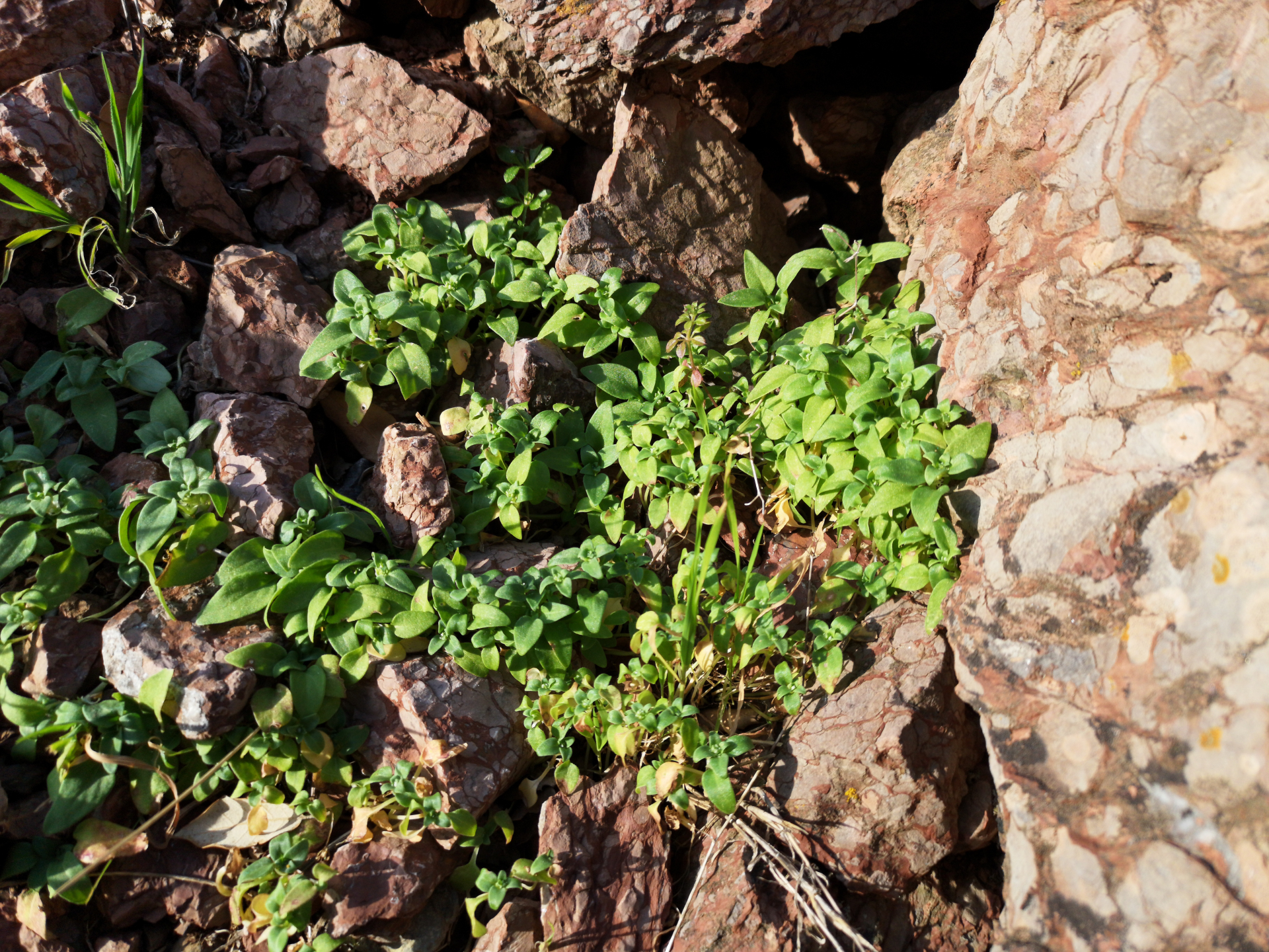 Theligonum cynocrambe L. - Photo Bivouac Naturaliste