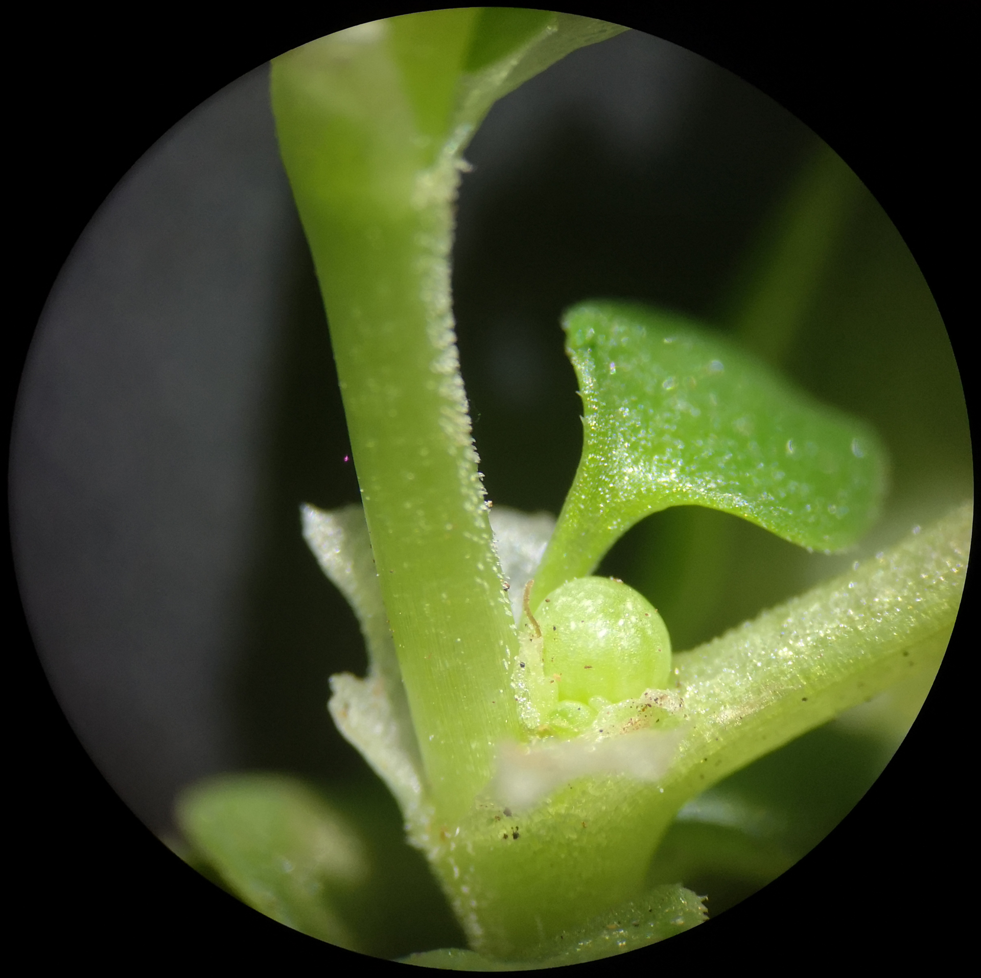 Theligonum cynocrambe L. - Photo Bivouac Naturaliste