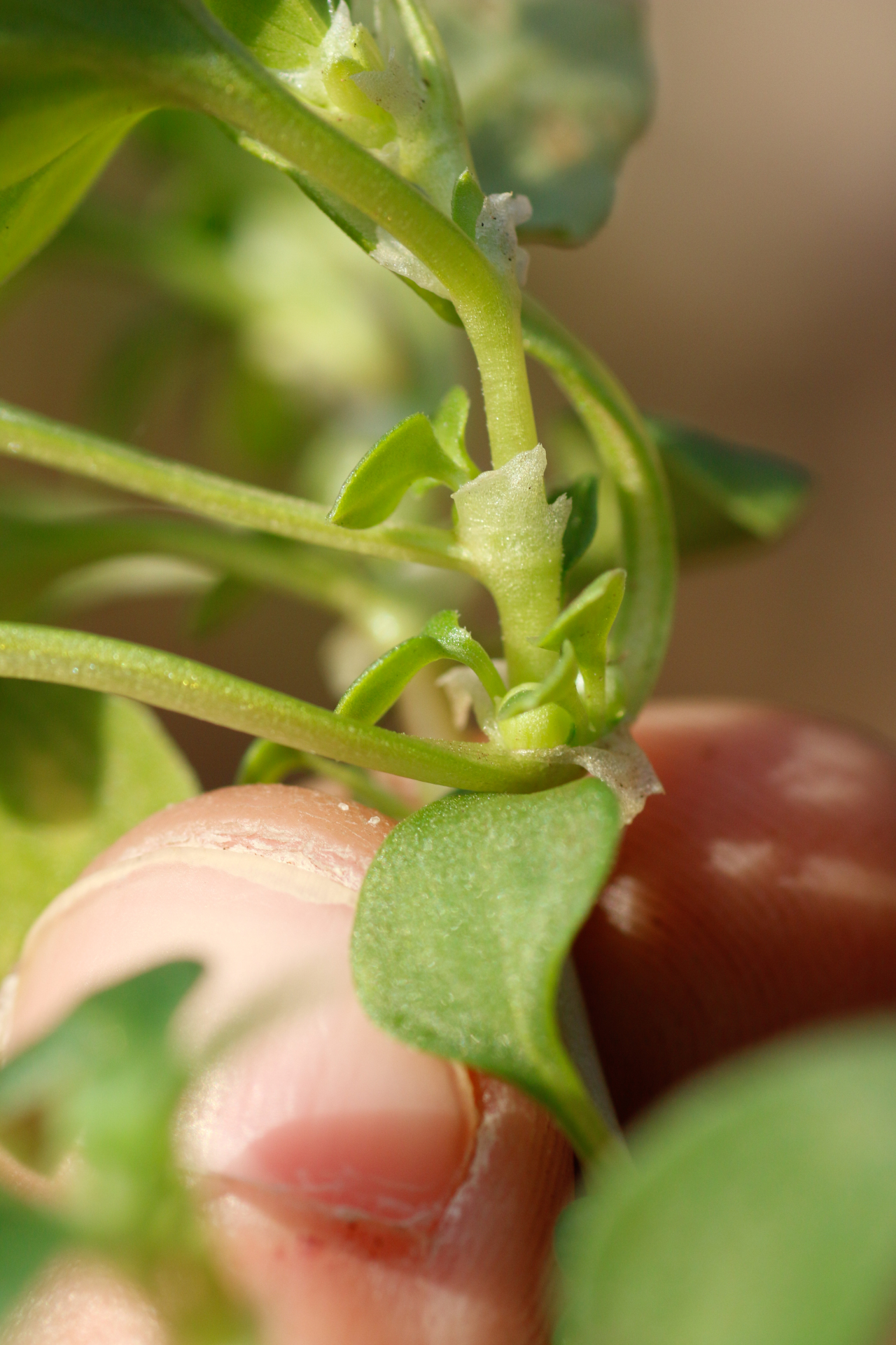 Theligonum cynocrambe L. - Photo Bivouac Naturaliste