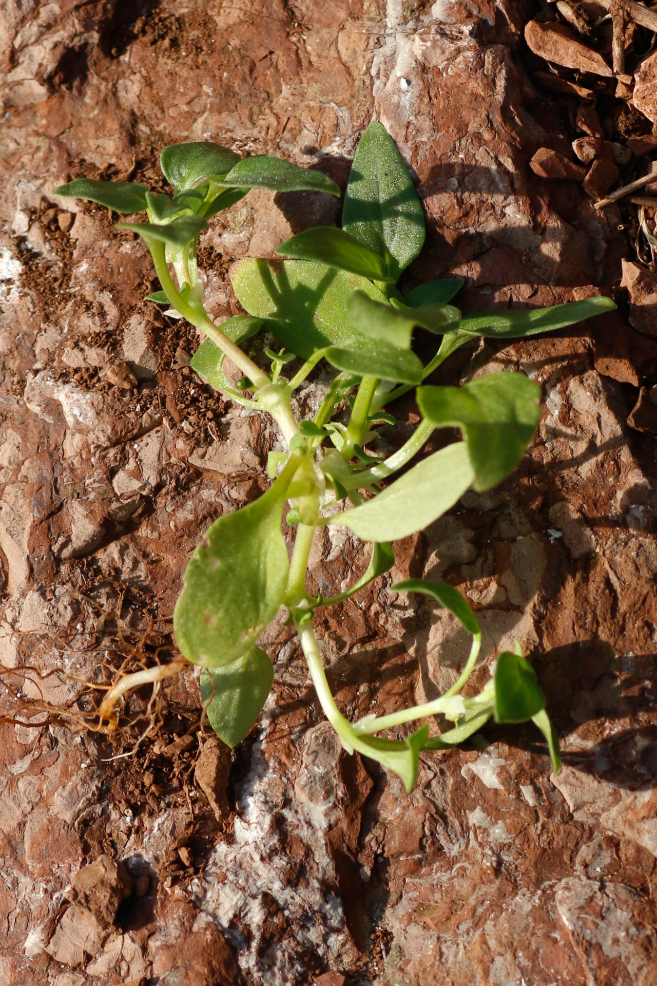 Theligonum cynocrambe L. - Photo Bivouac Naturaliste