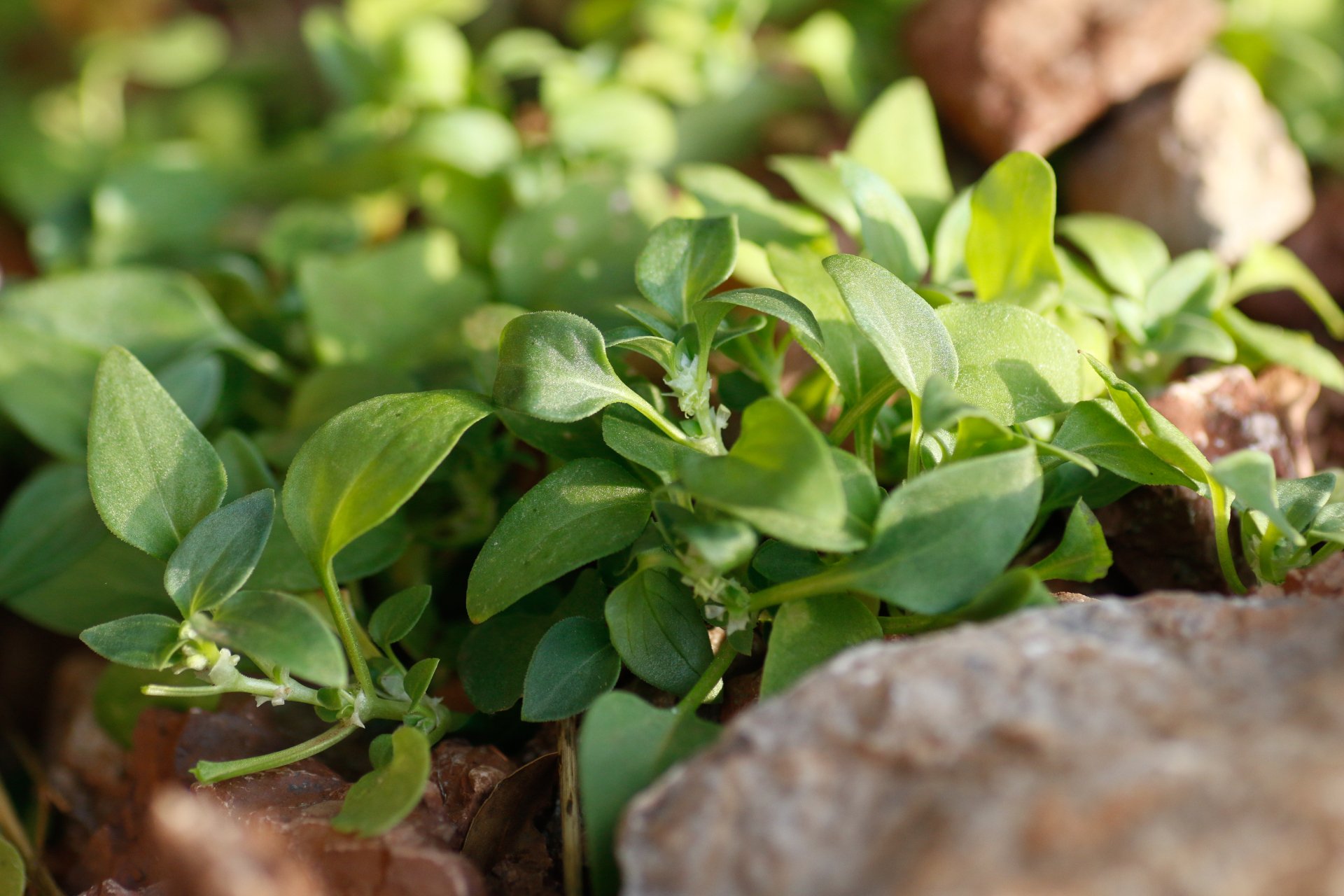 Theligonum cynocrambe L. - Photo Bivouac Naturaliste